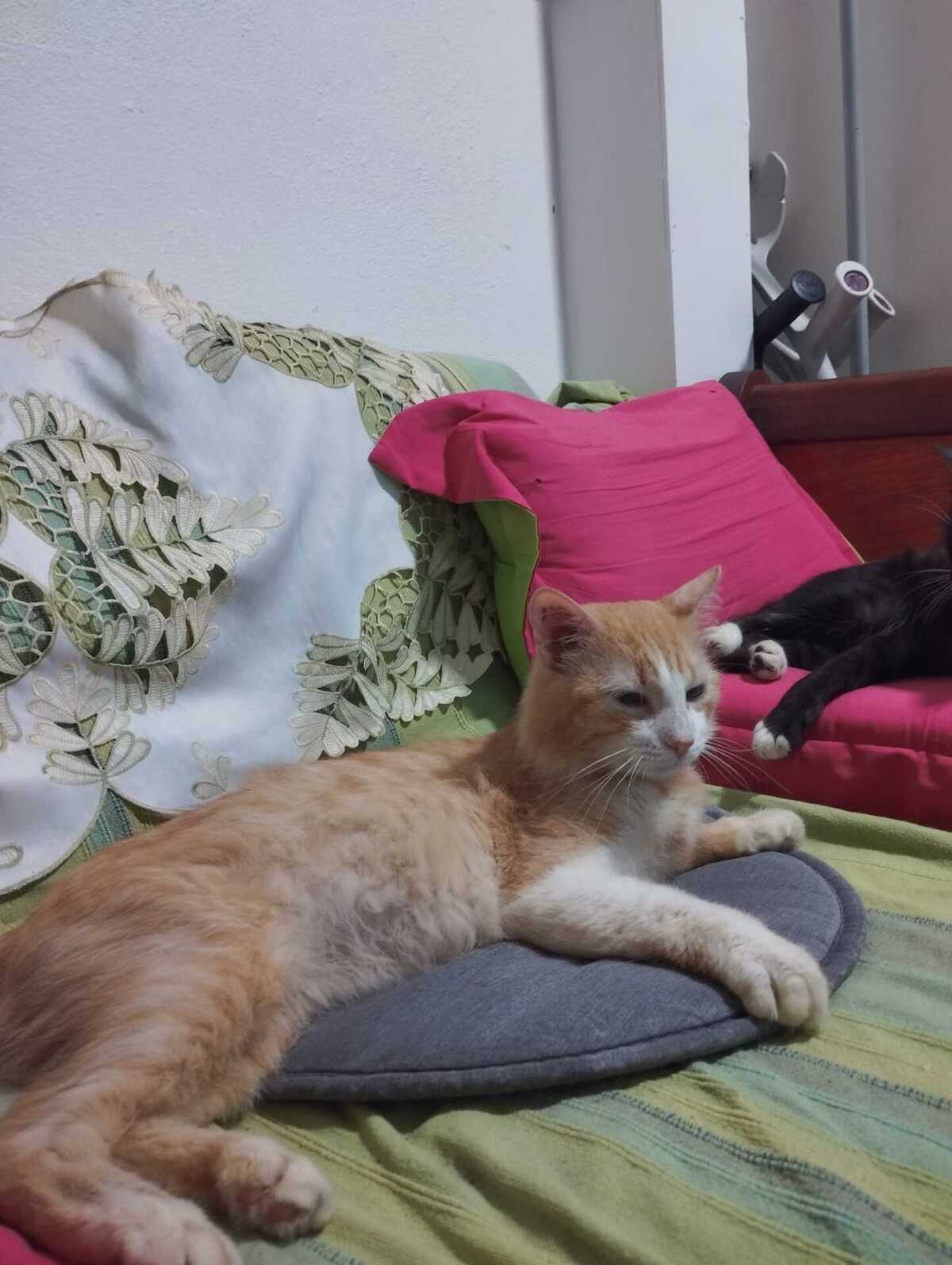 Adoption Willy