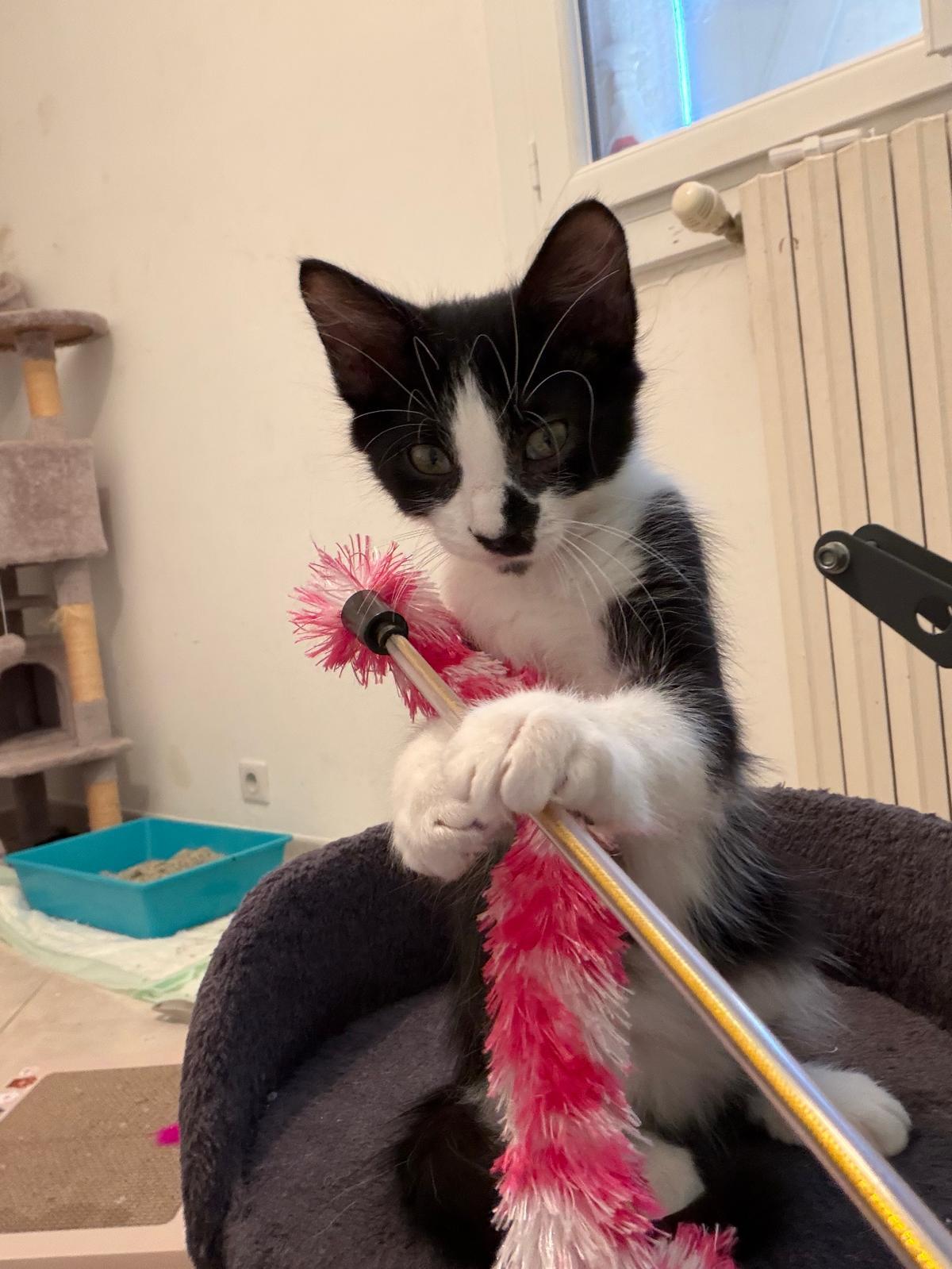 Adoption KAITO et SORA