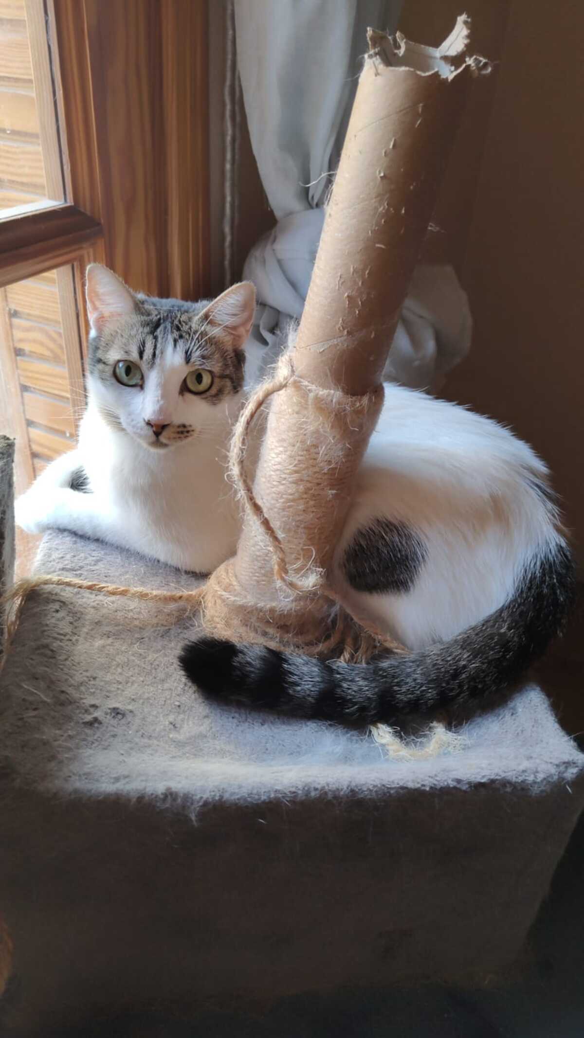 Adoption Estrella