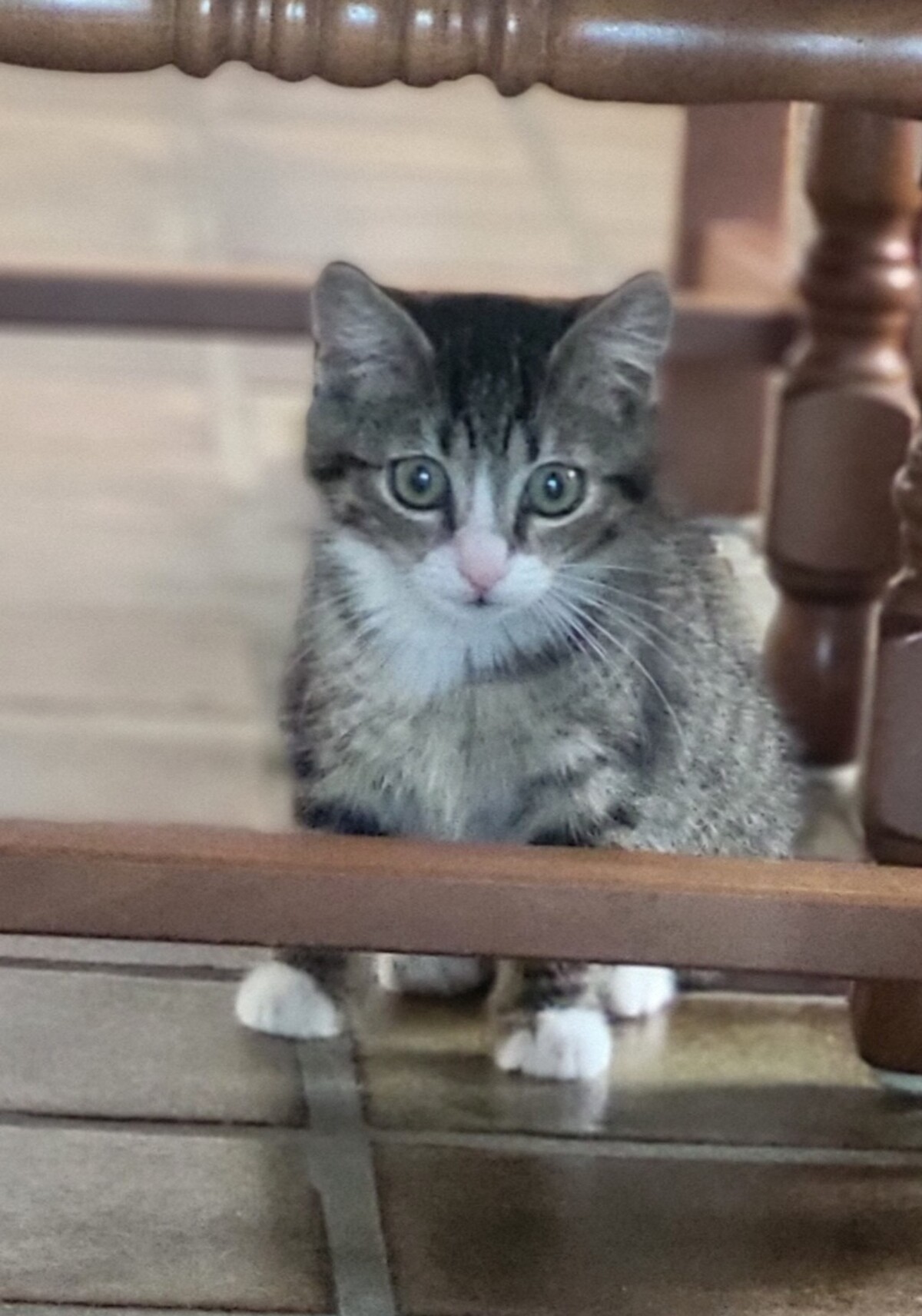 Adoption Maya