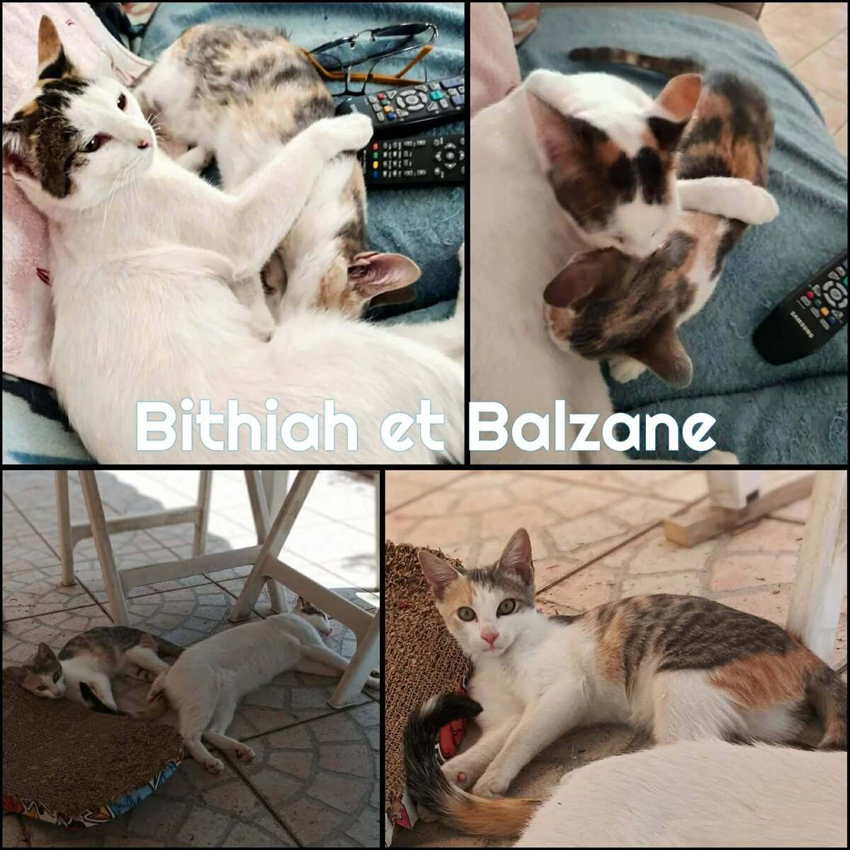 Adoption BALZANE et BITHIAH
