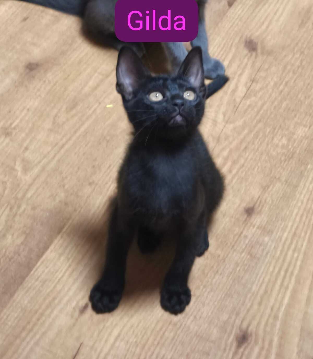 Adoption Gilda