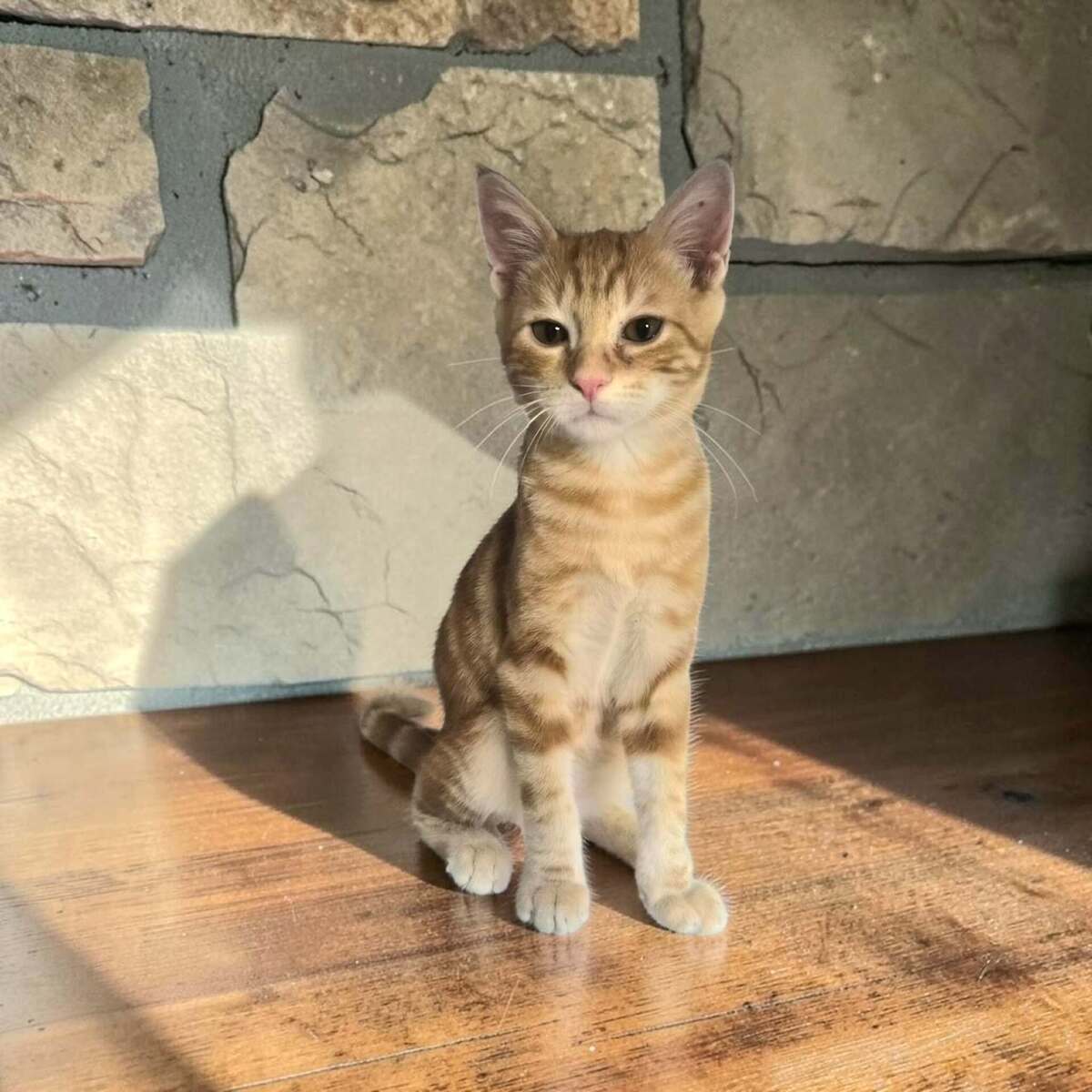 Adoption PIKACHU et SALAMECHE