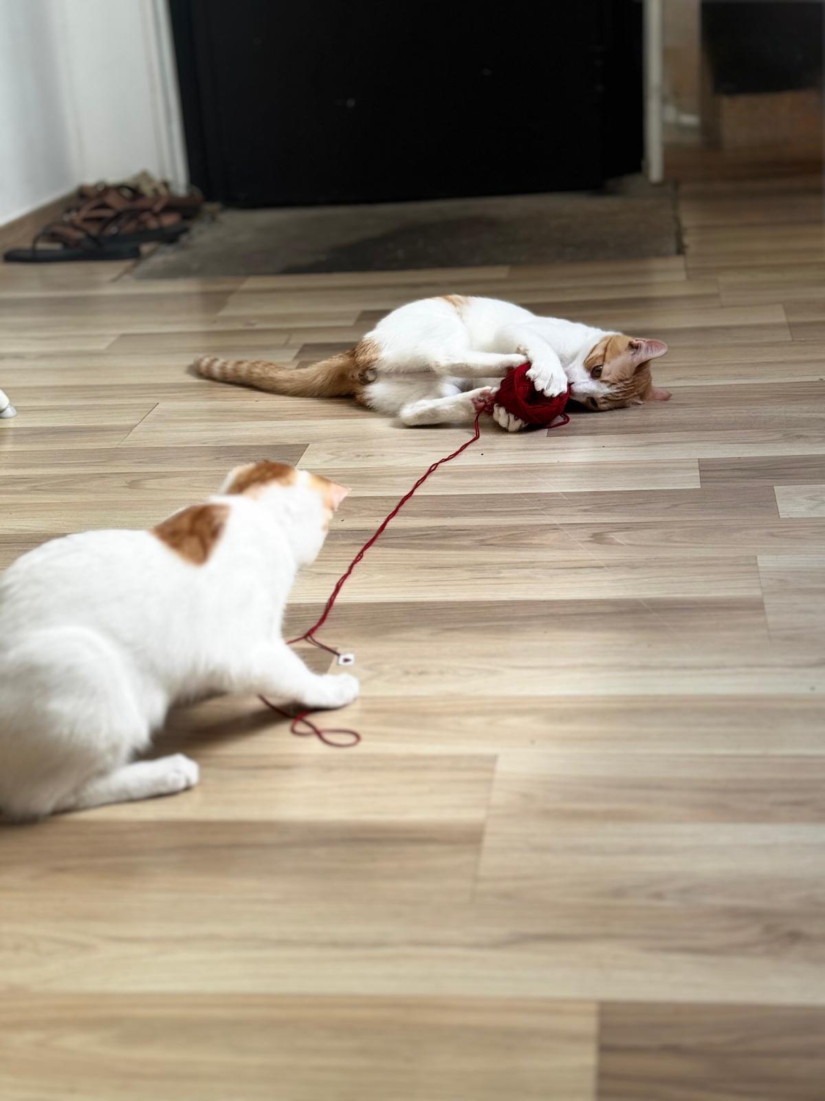 Adoption Chance et Pacha