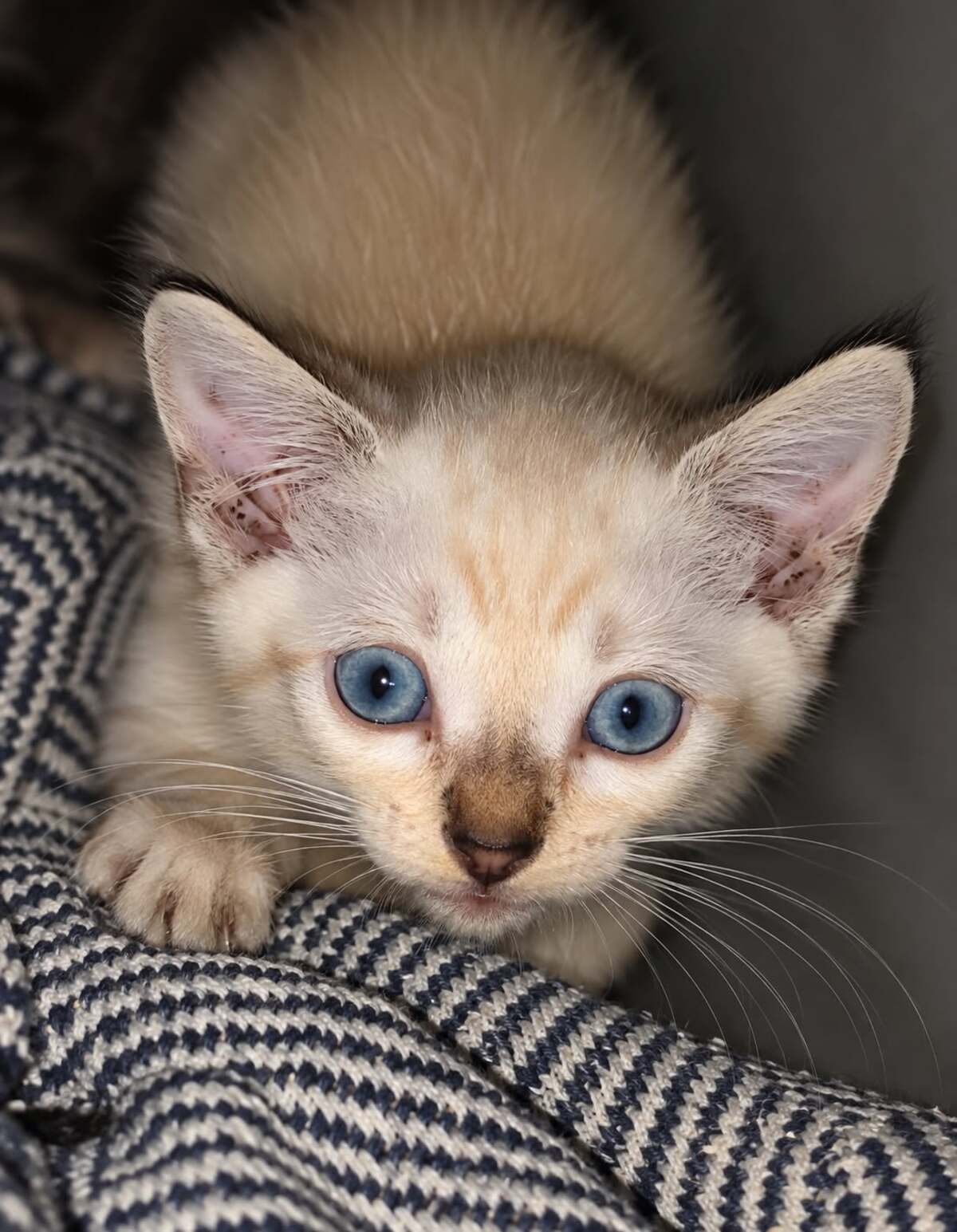 Adoption Basura