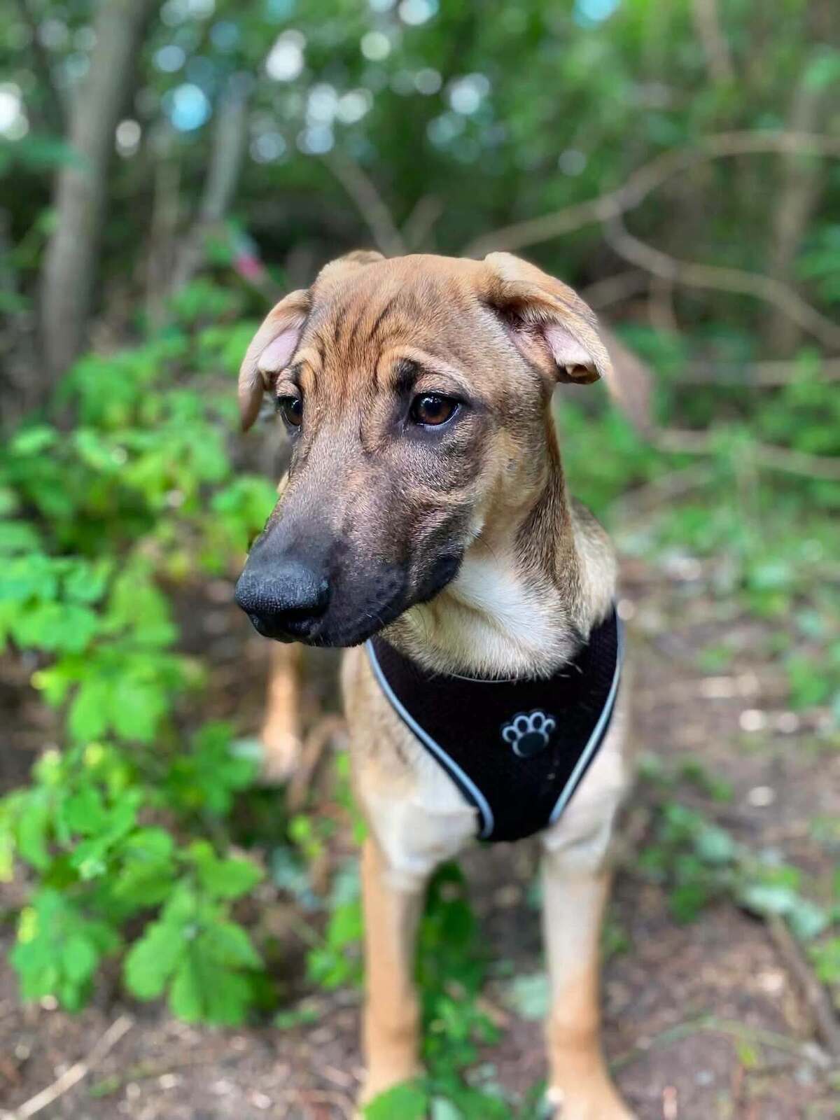 Adoption Larson