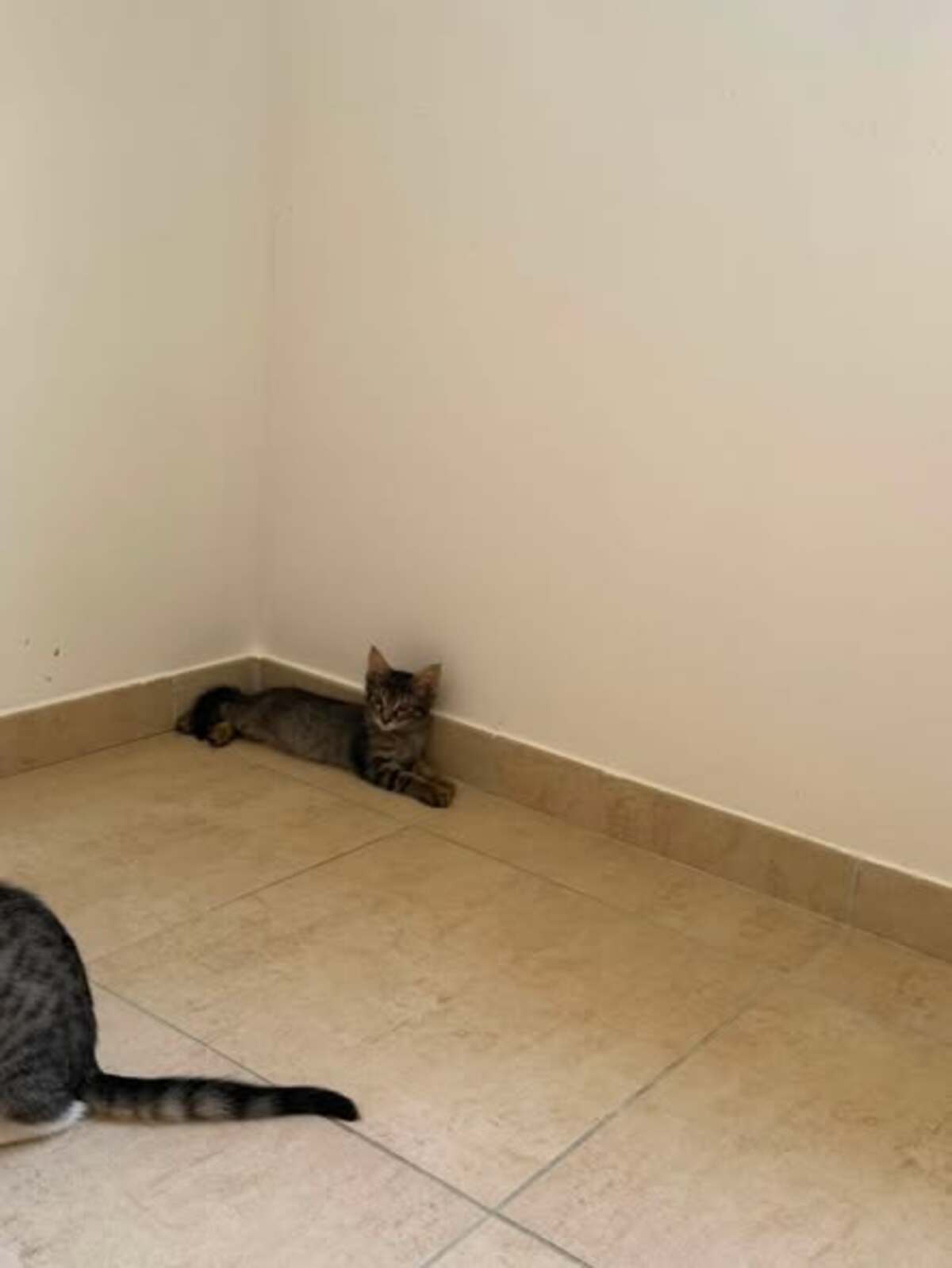 Adoption Tigresse