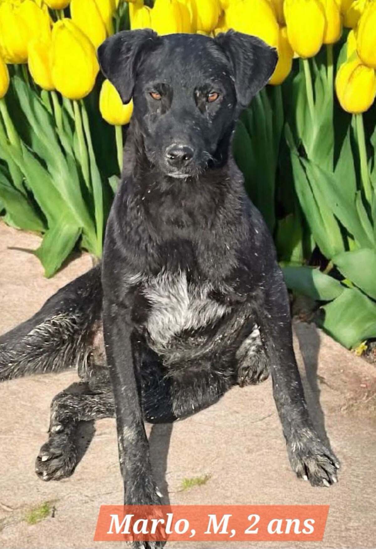 Adoption MARLO