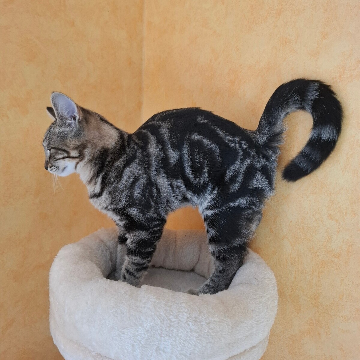 Adoption Biquette