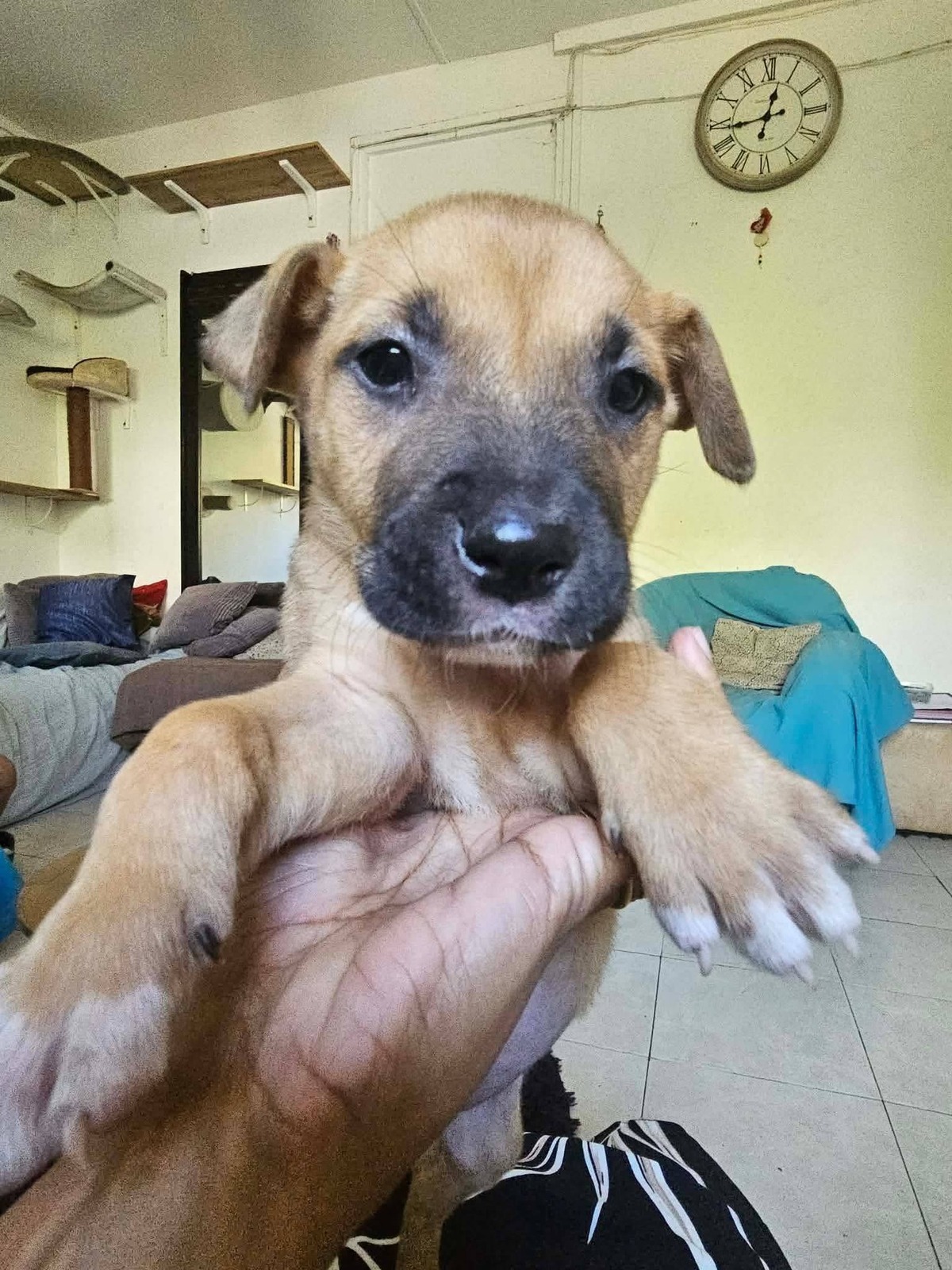 Adoption Brindille