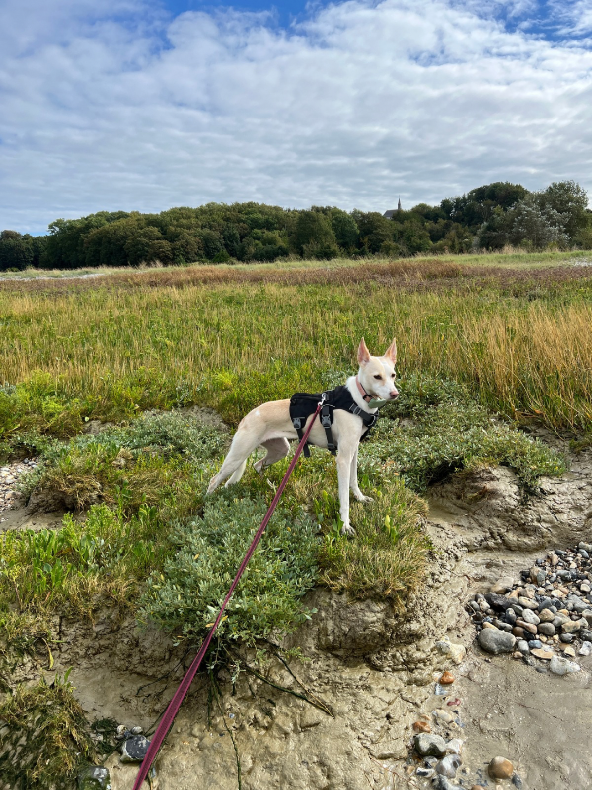 Adoption Lilou