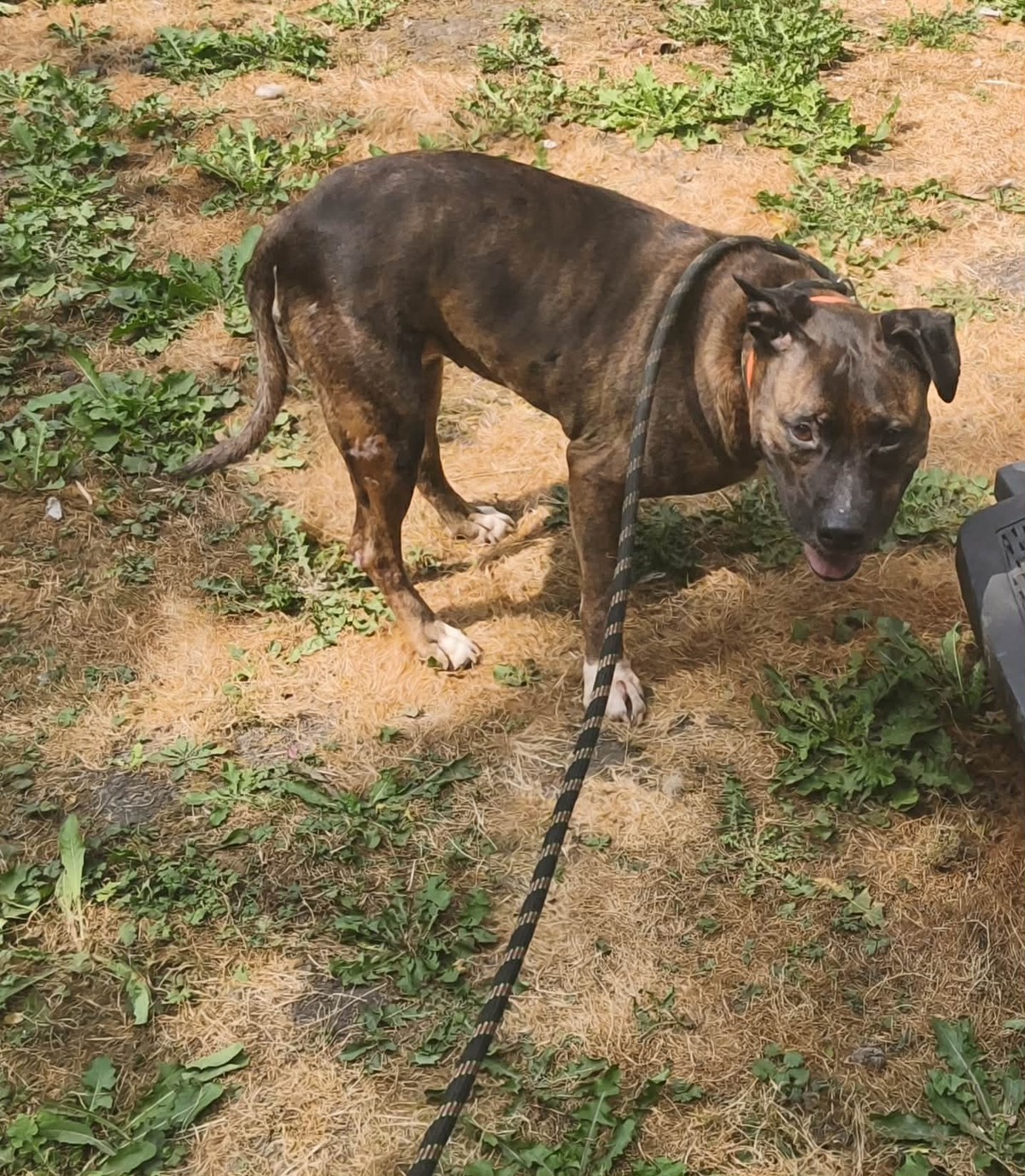 Adoption Nikita