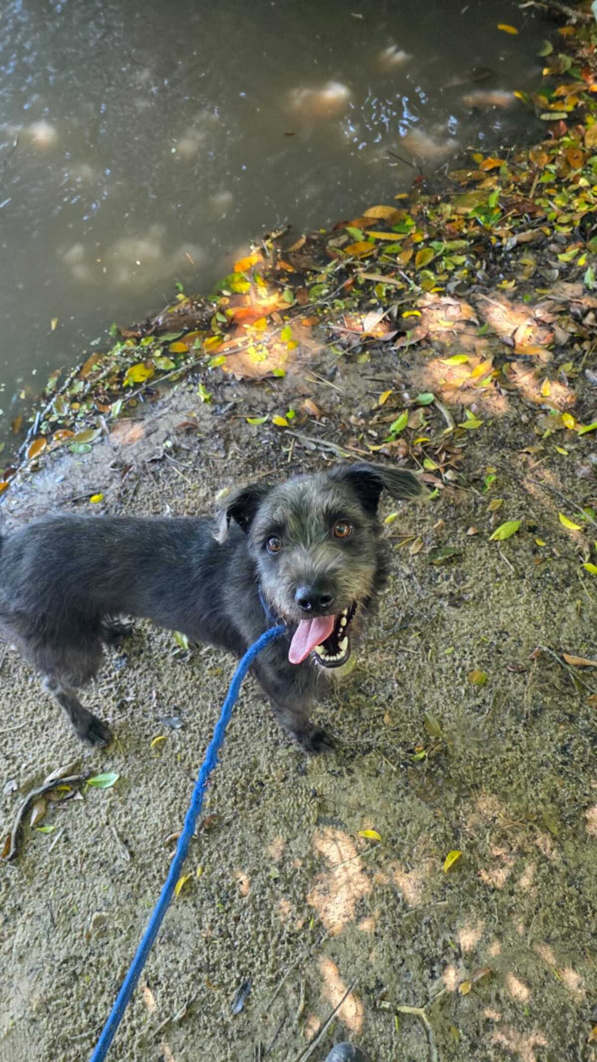 Adoption REMBO