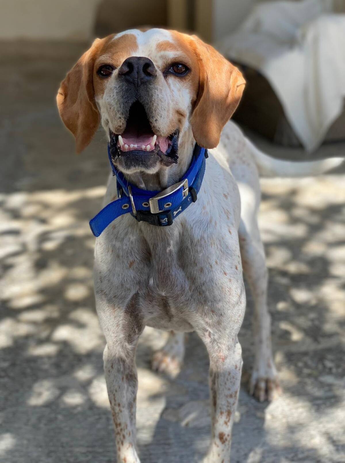 Adoption Scampy
