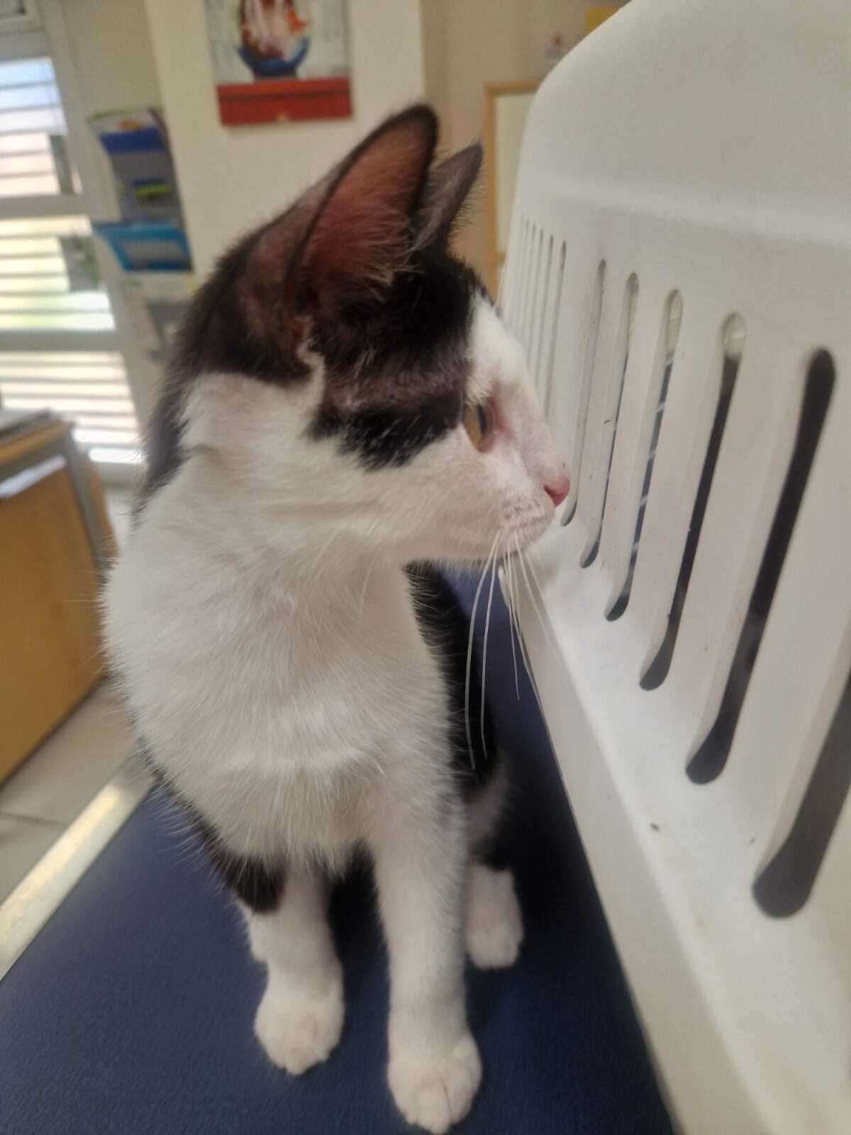 Adoption Léa