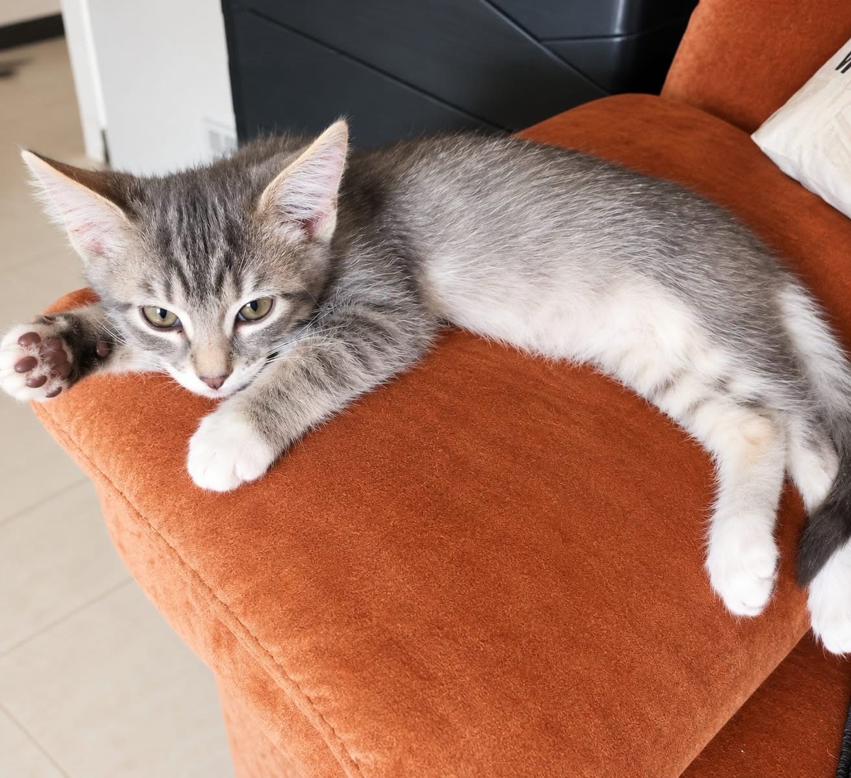 Adoption Tigris