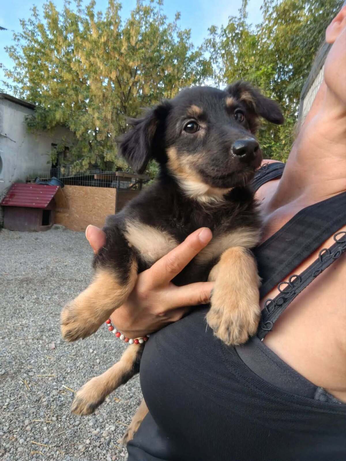 Adoption Chouquette