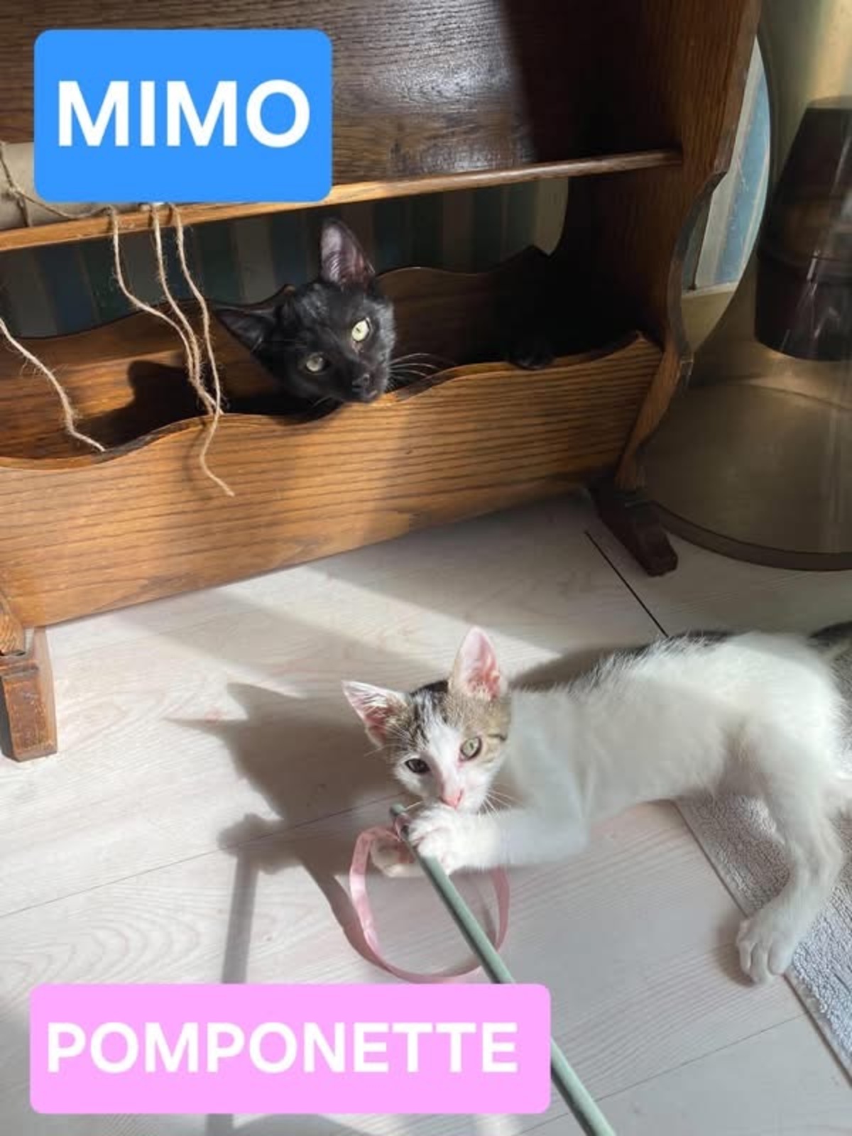Adoption Mimo et Pomponette 