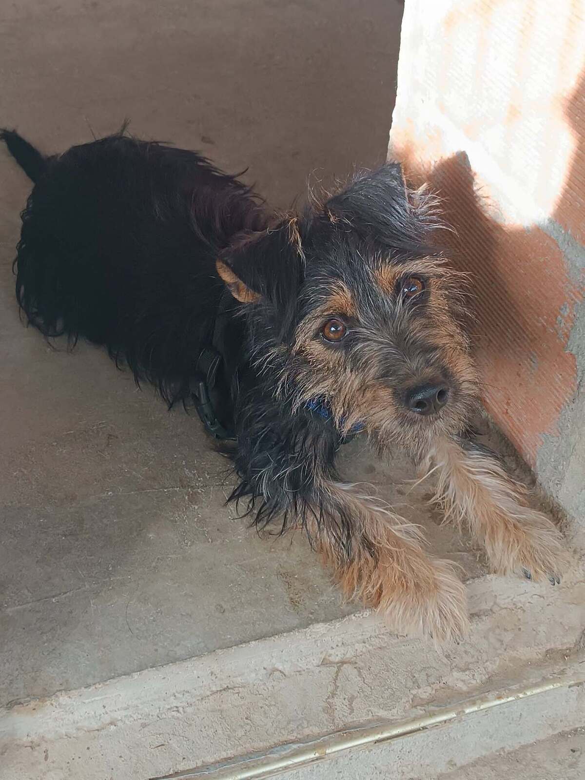 Adoption Blas
