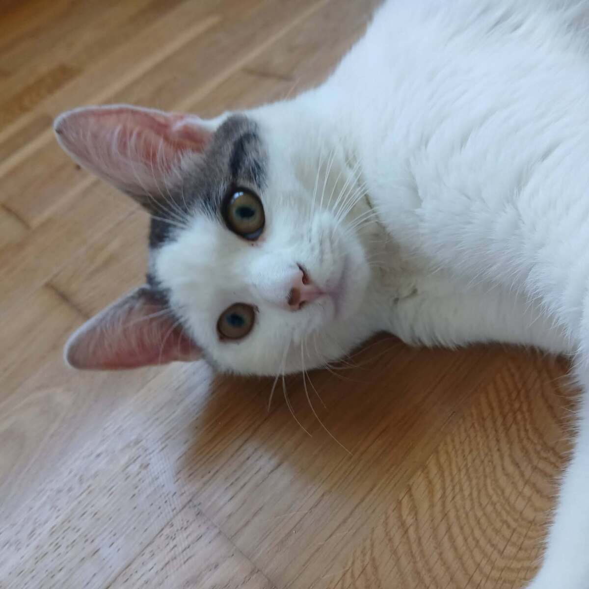 Adoption Jean