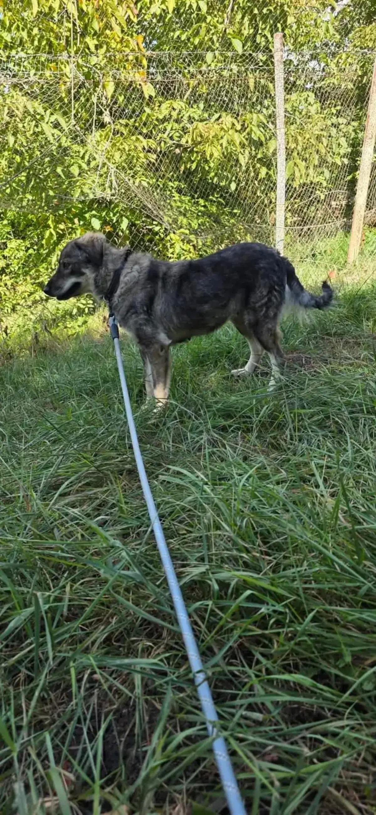 Adoption Cinder