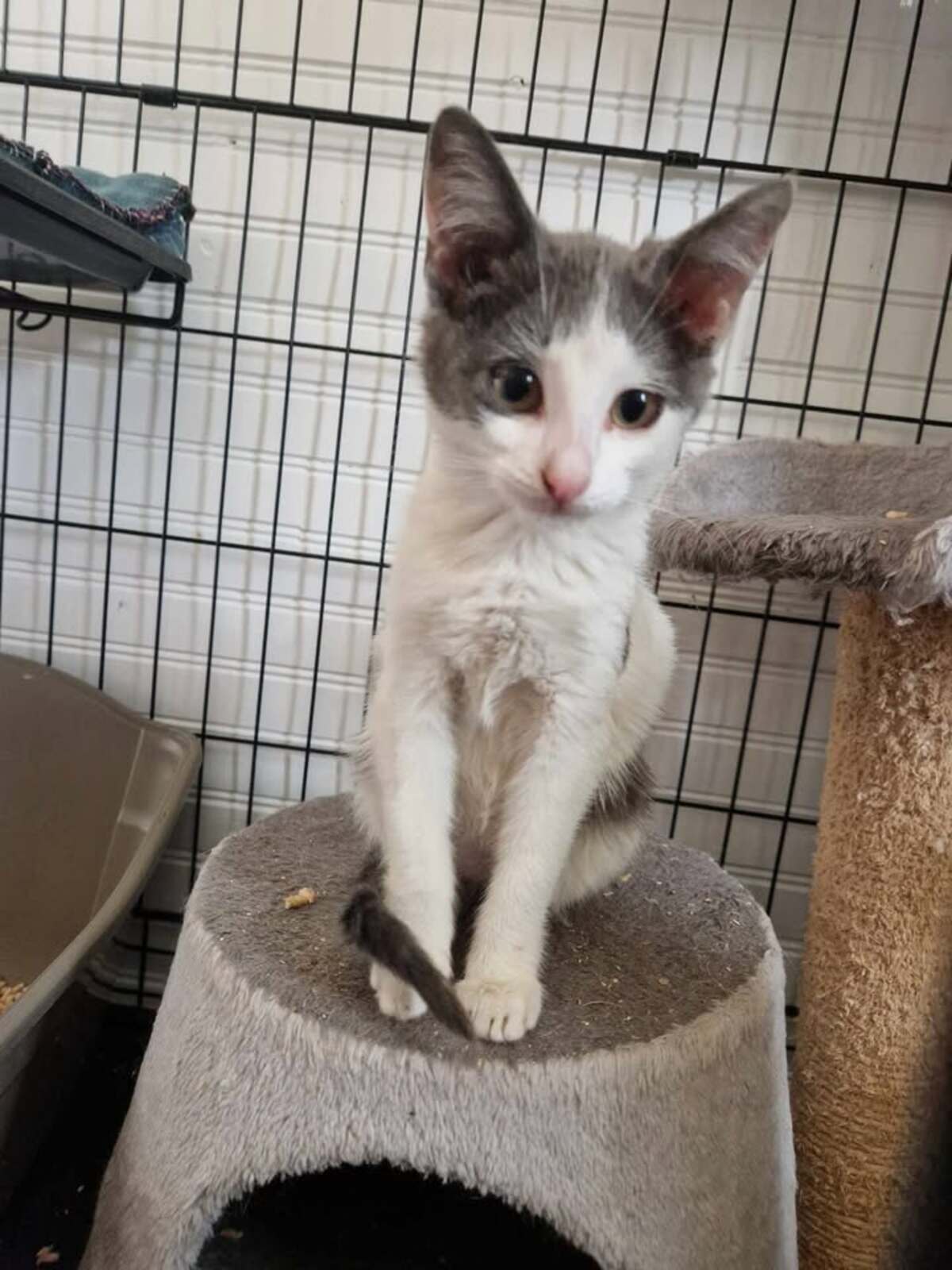 Adoption Buffy