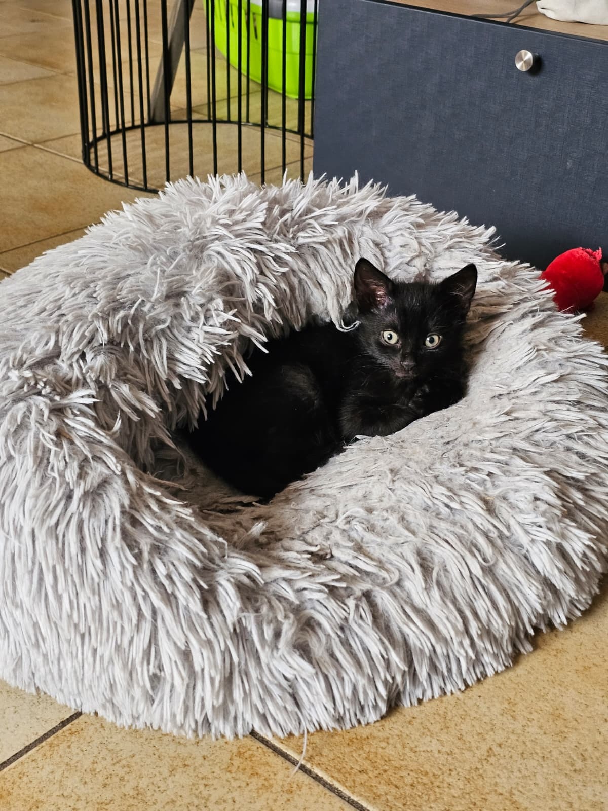 Adoption Barbouille