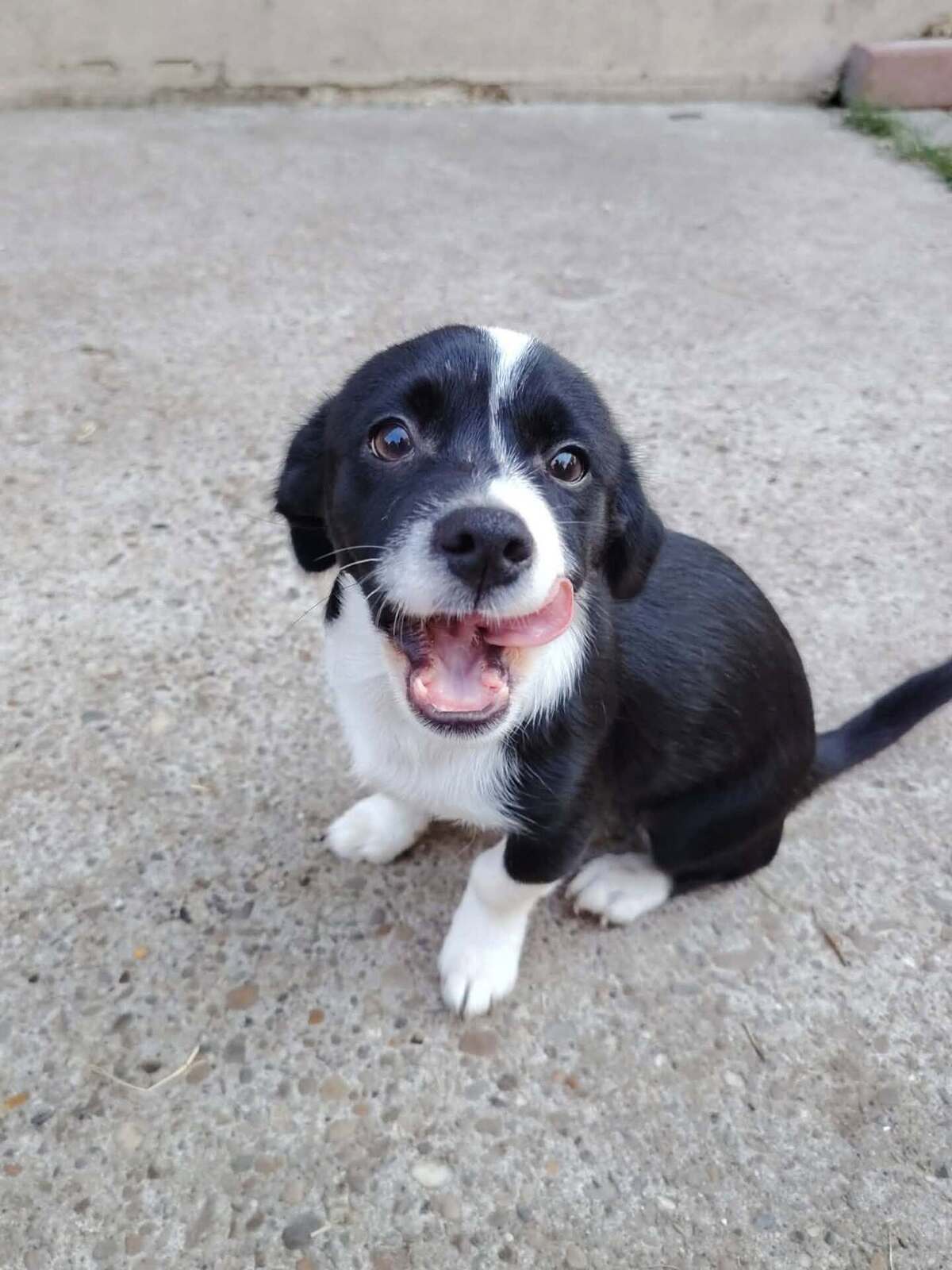 Adoption Moka