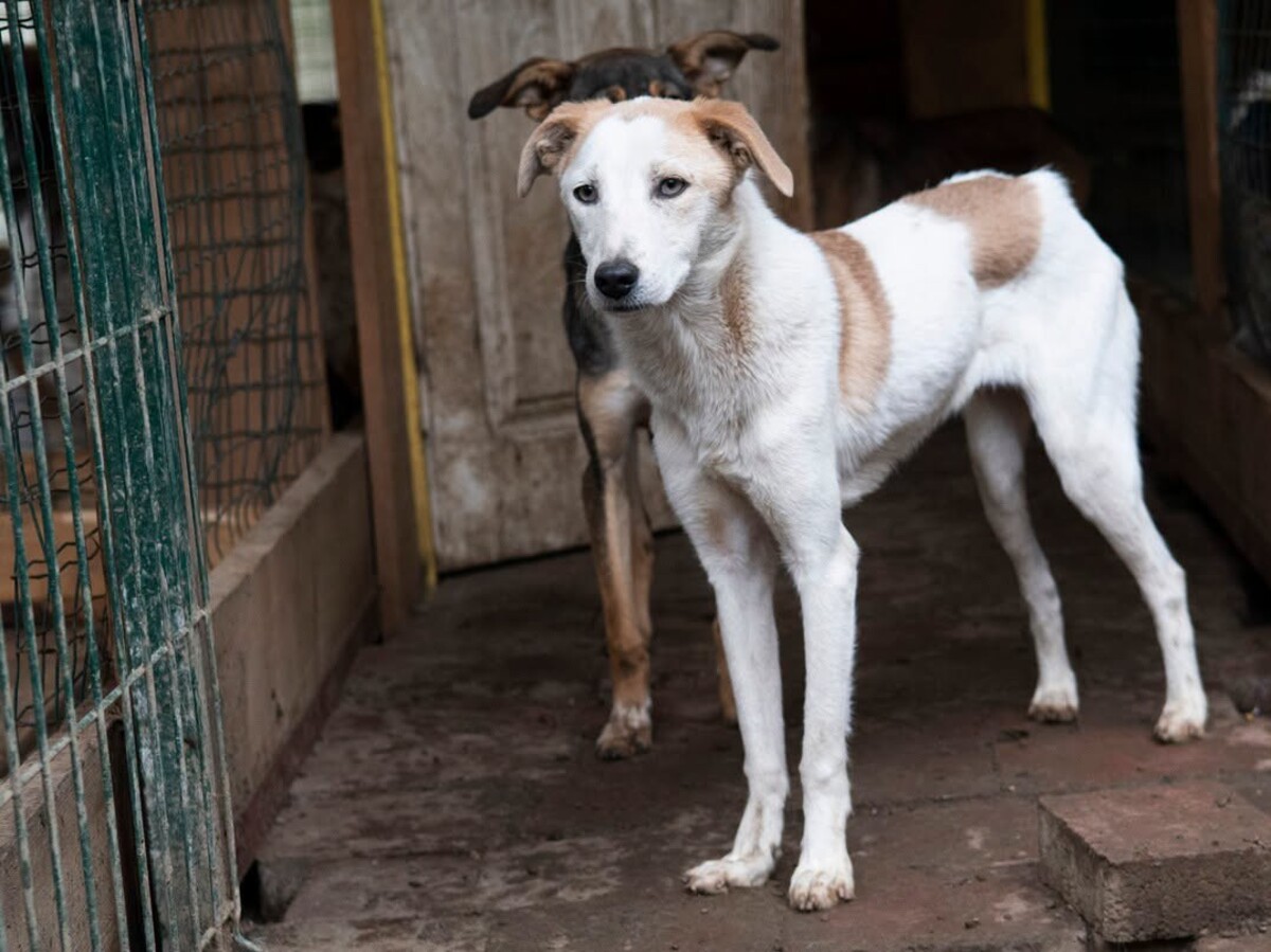 Adoption Félie