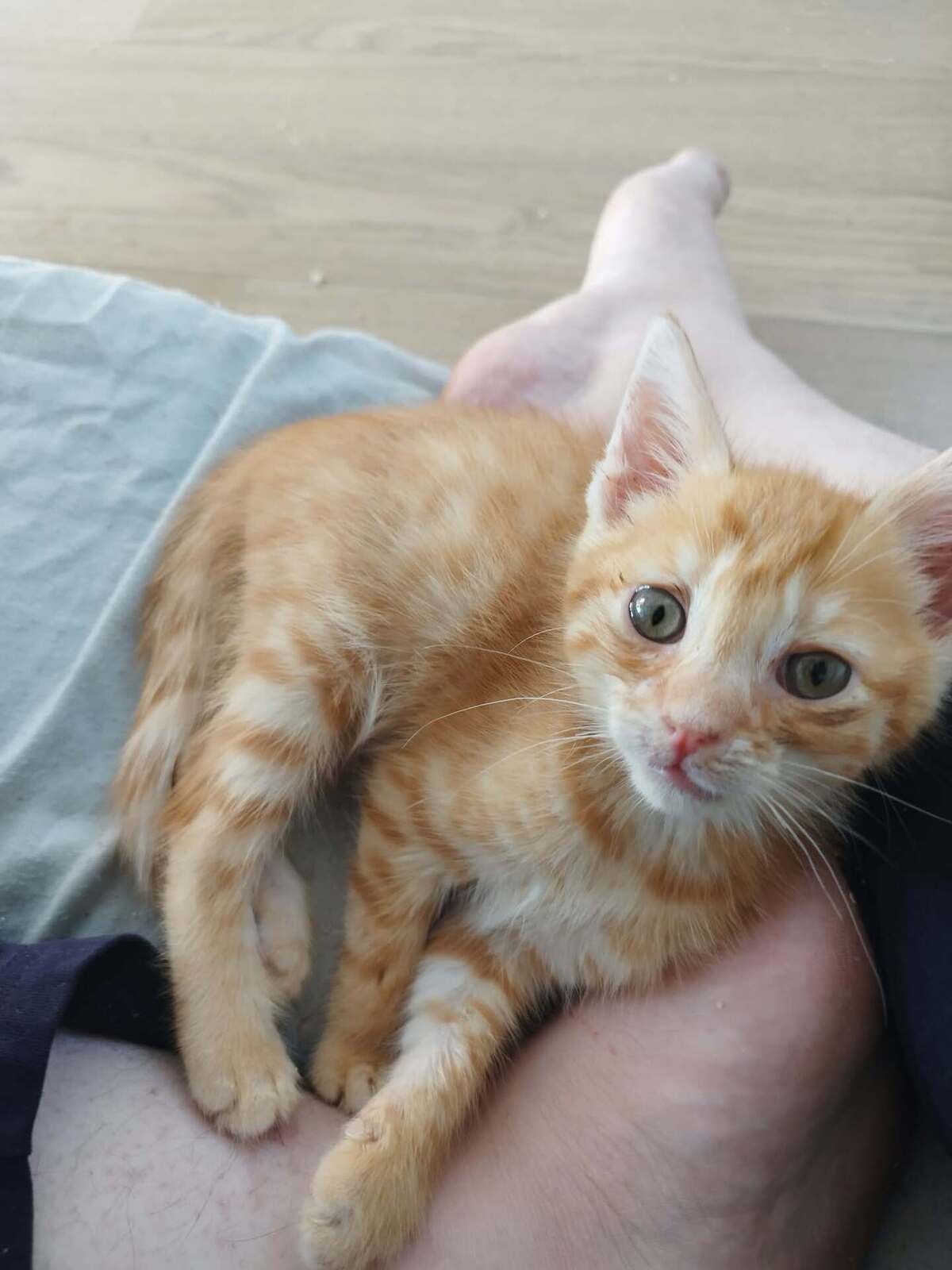 Adoption Roucki