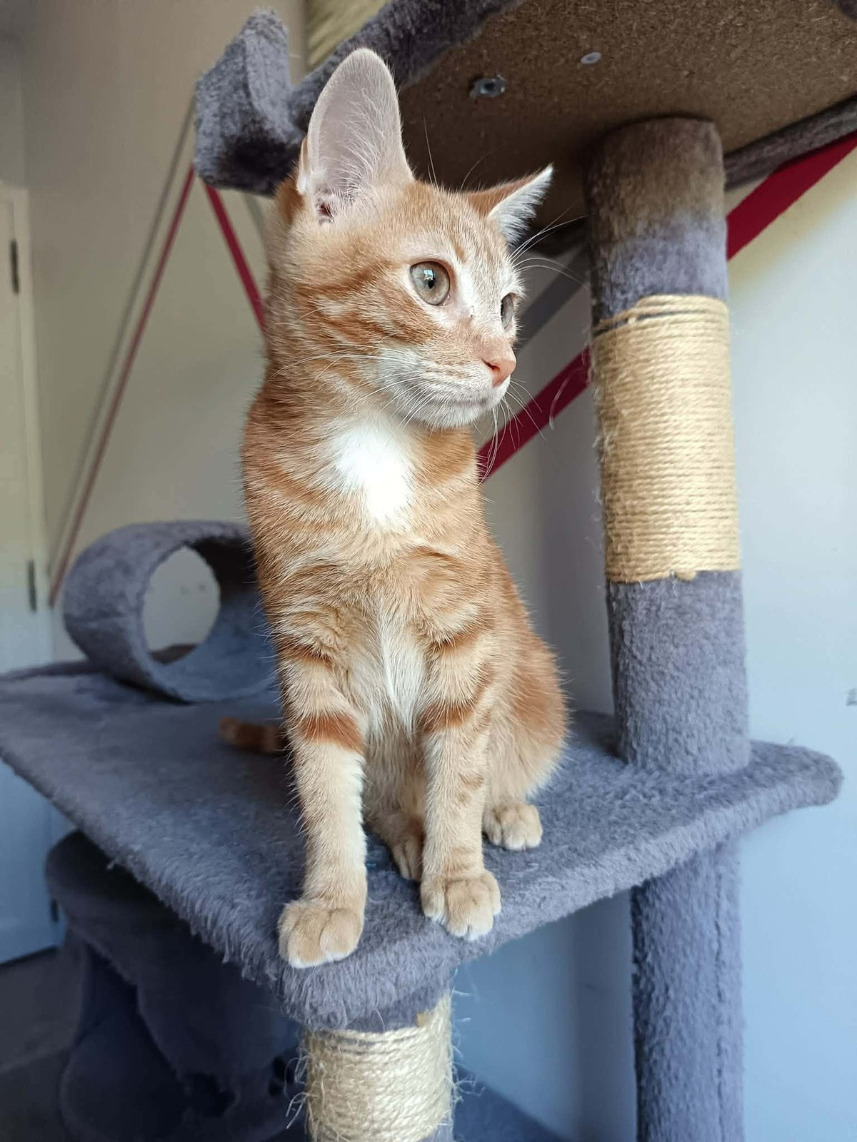 Adoption Murphy