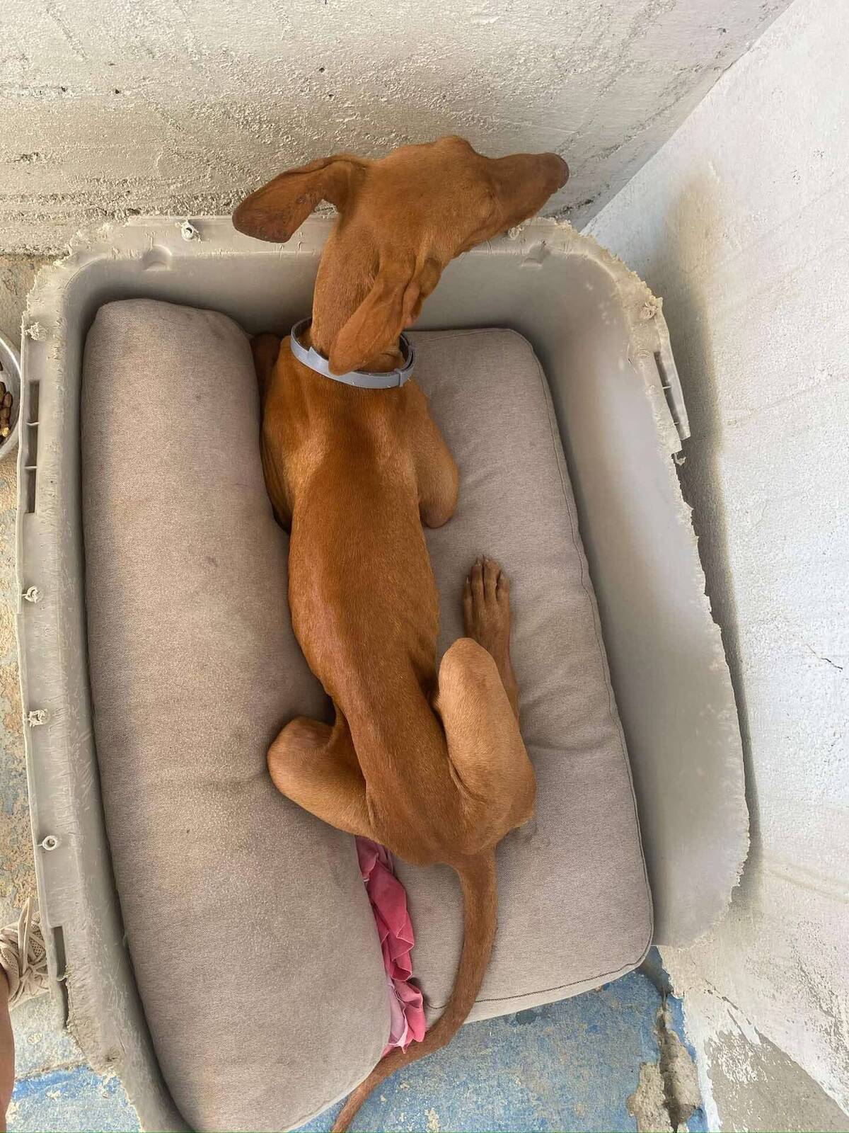 Adoption Iggy