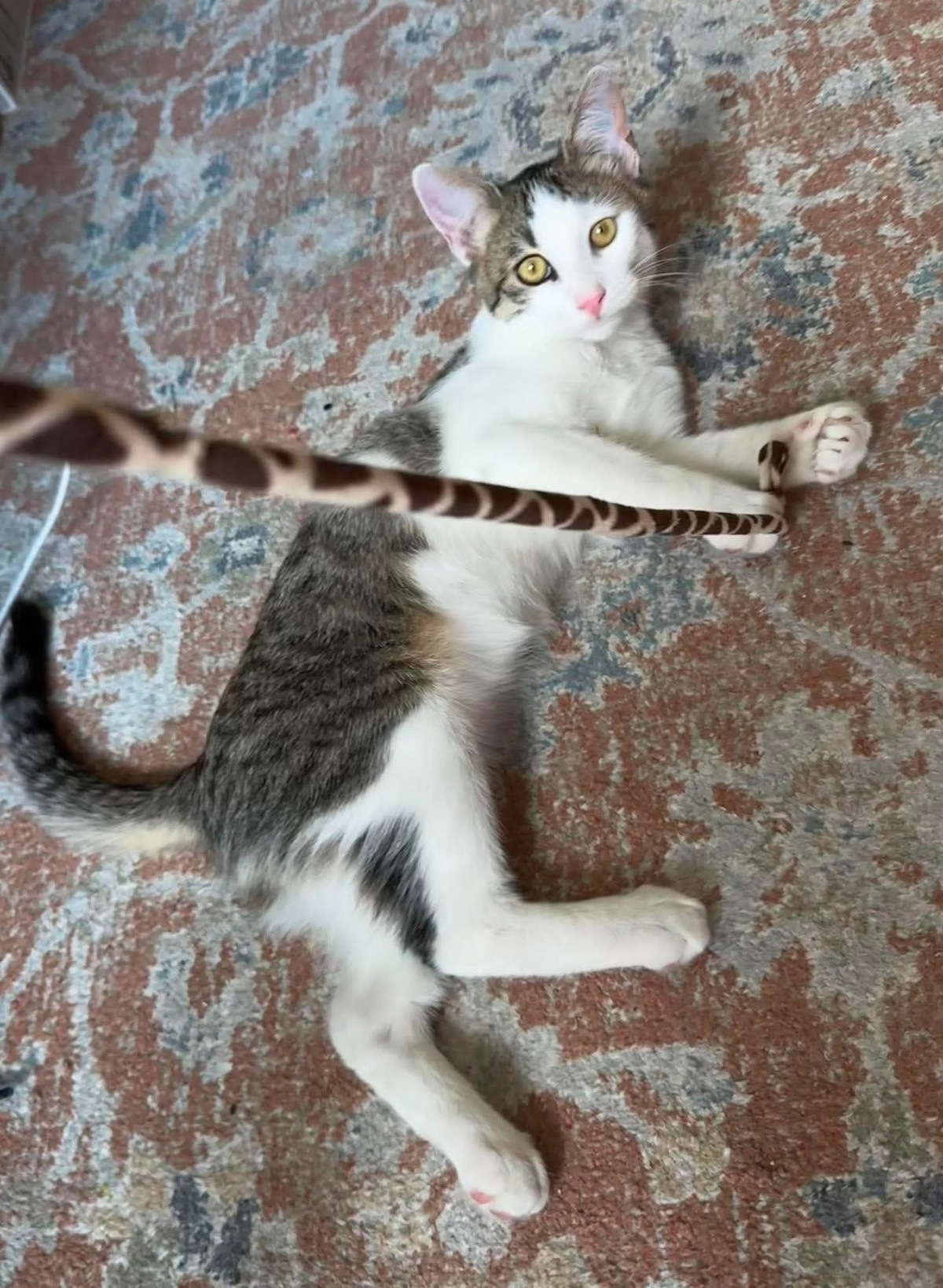 Adoption RODÉO 