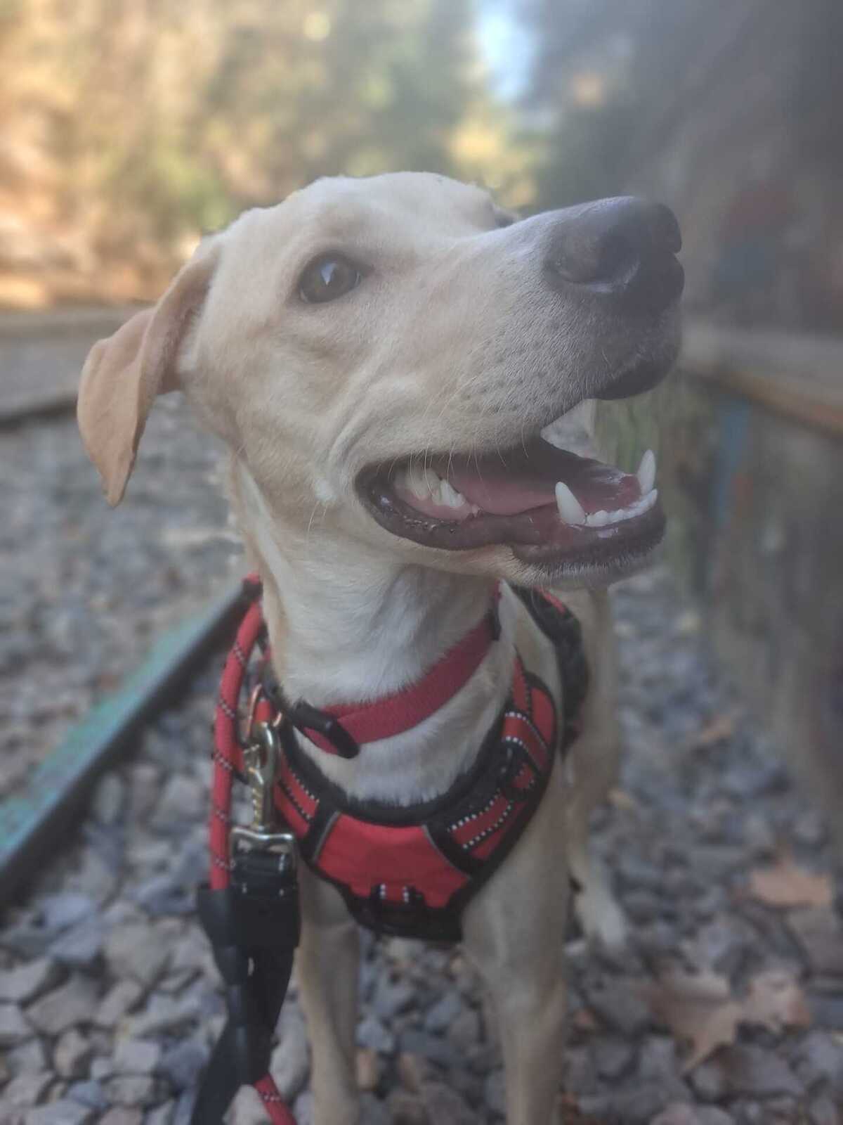 Adoption Star