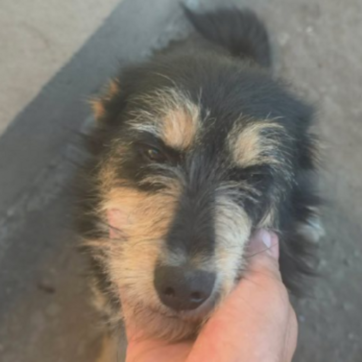Adoption Canelle