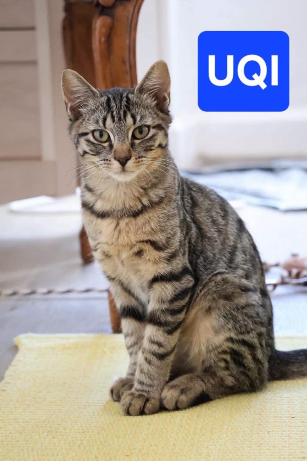 Adoption Chaska et Uqi 
