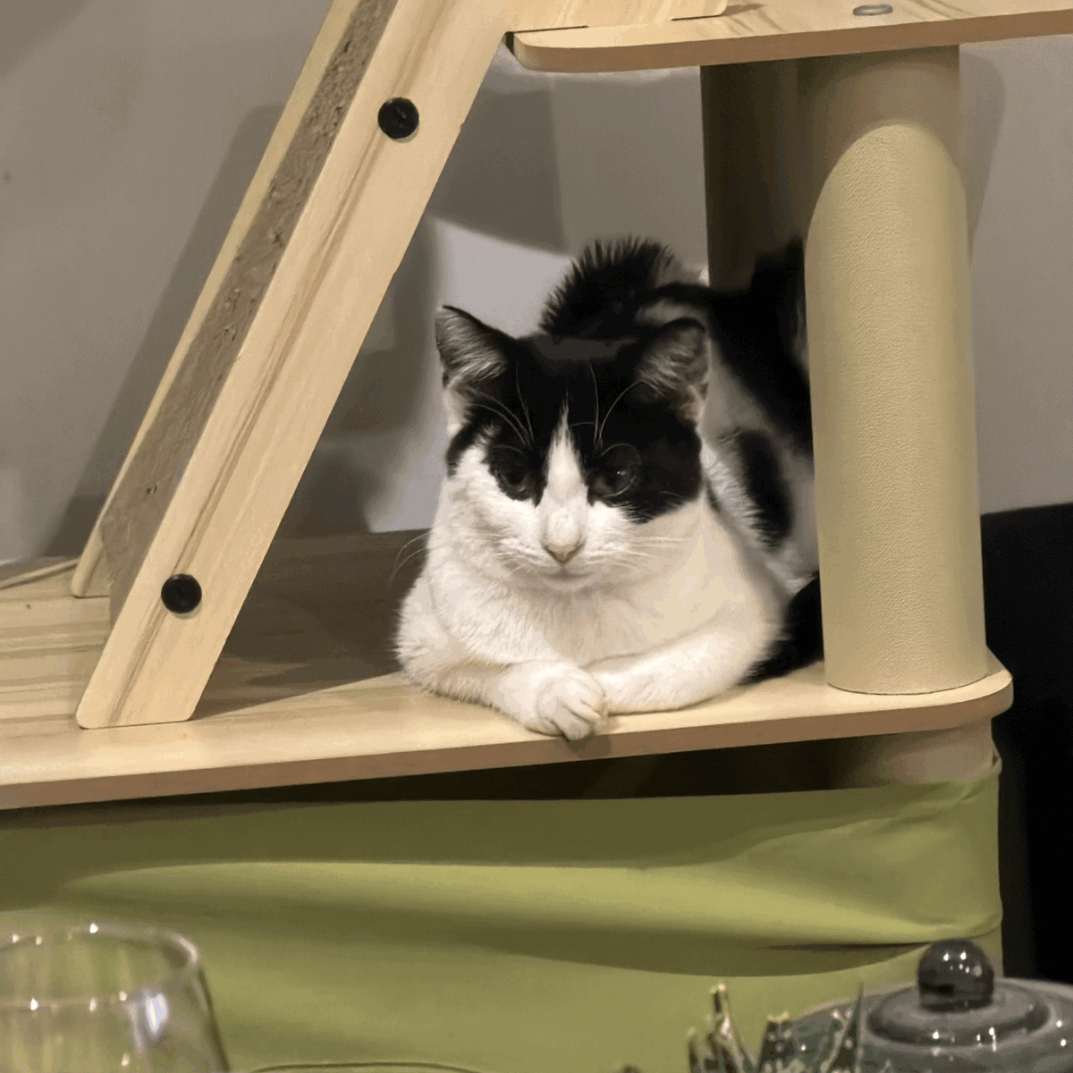 Adoption Agathe