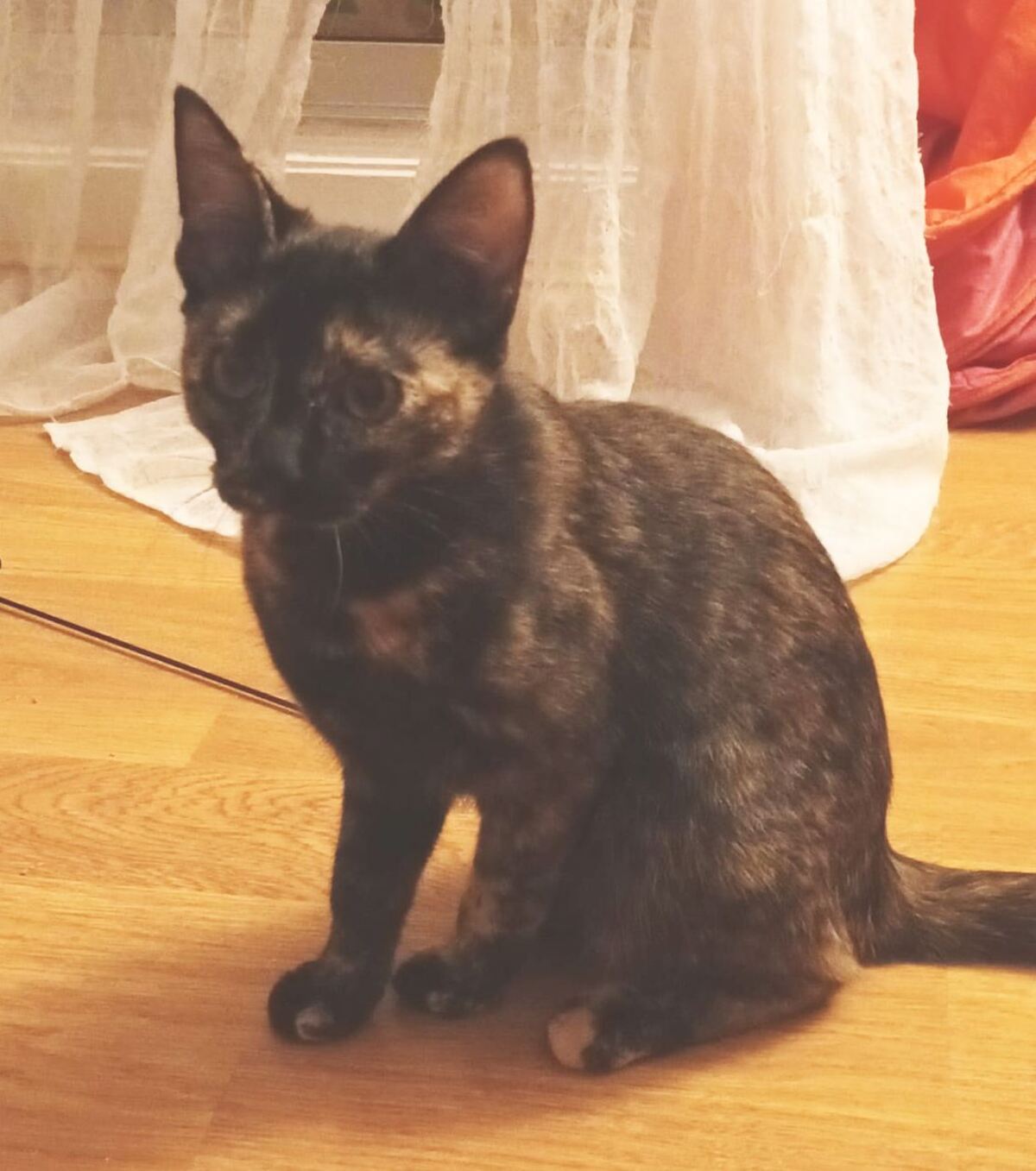 Adoption Lysandre