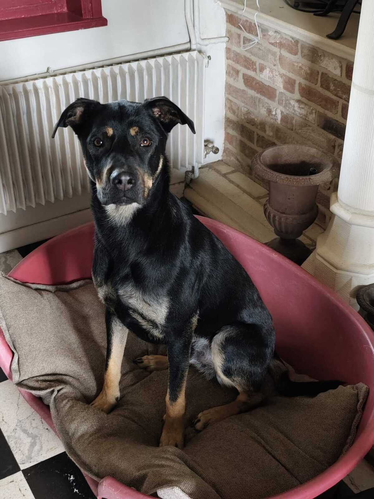 Adoption Pako