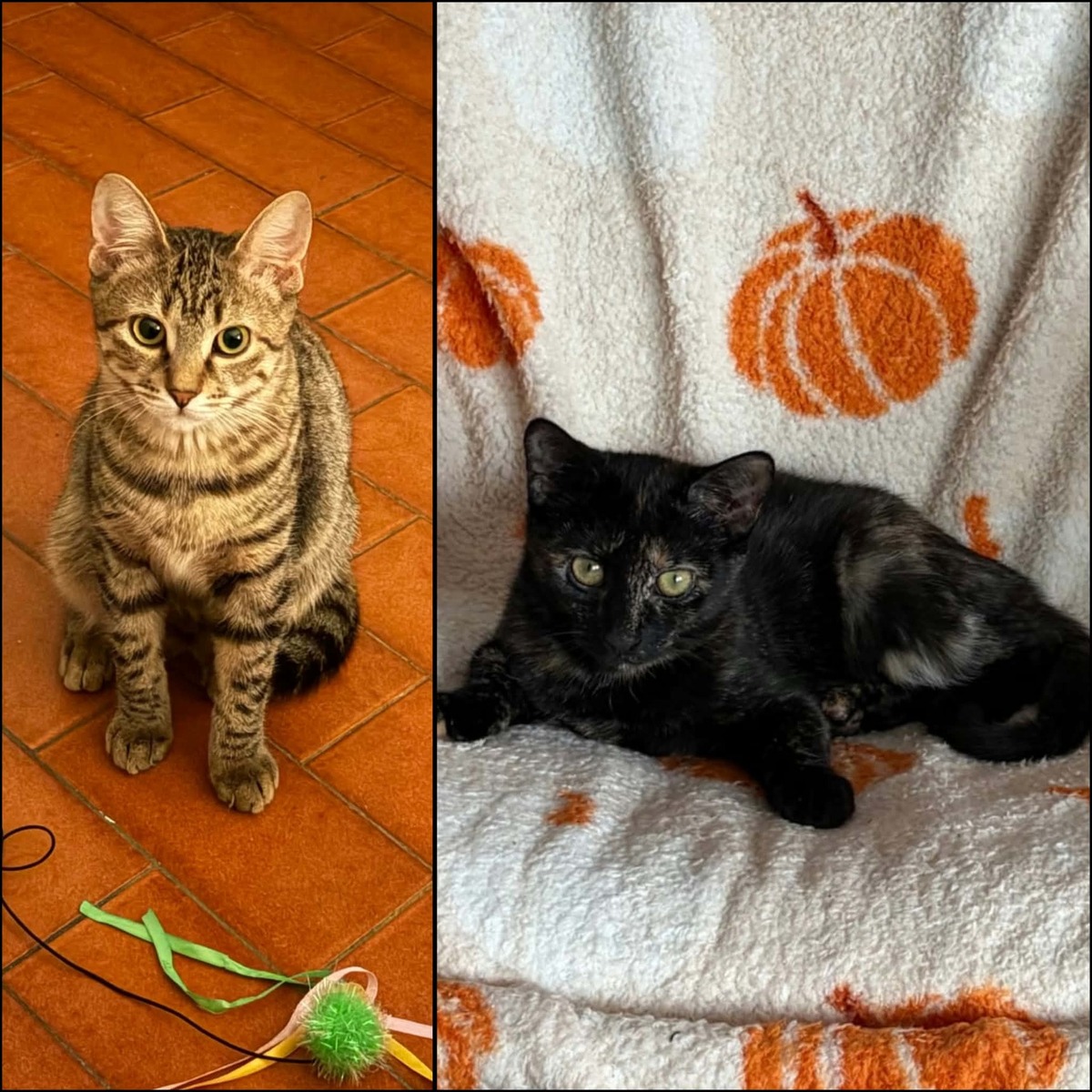 Adoption Lulu & Tify