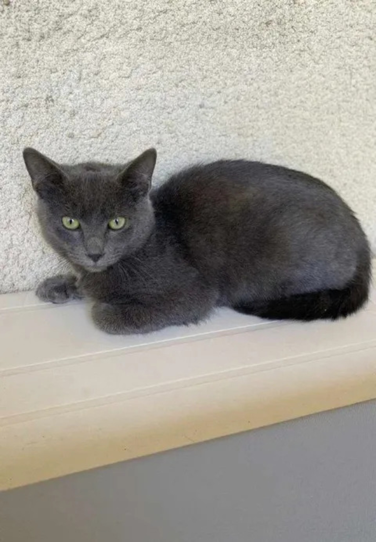 Adoption Bobby