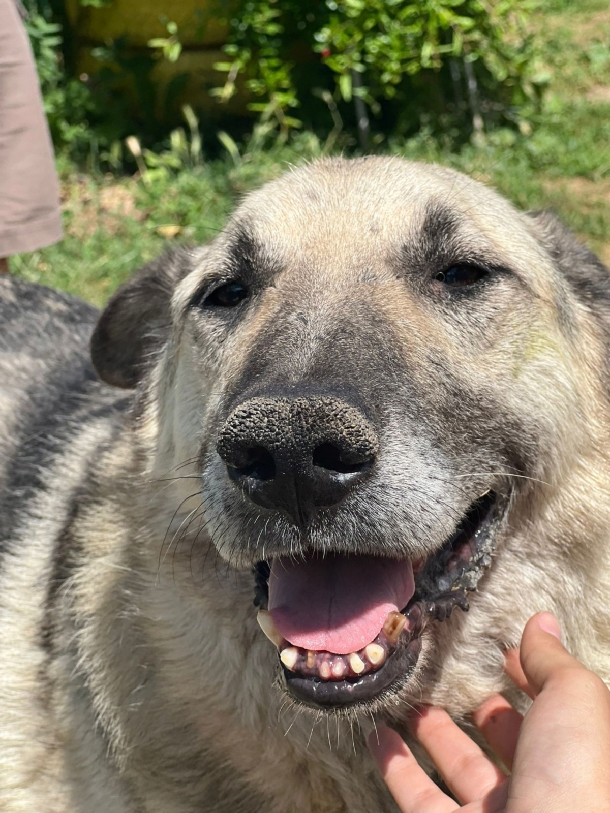 Adoption Falko
