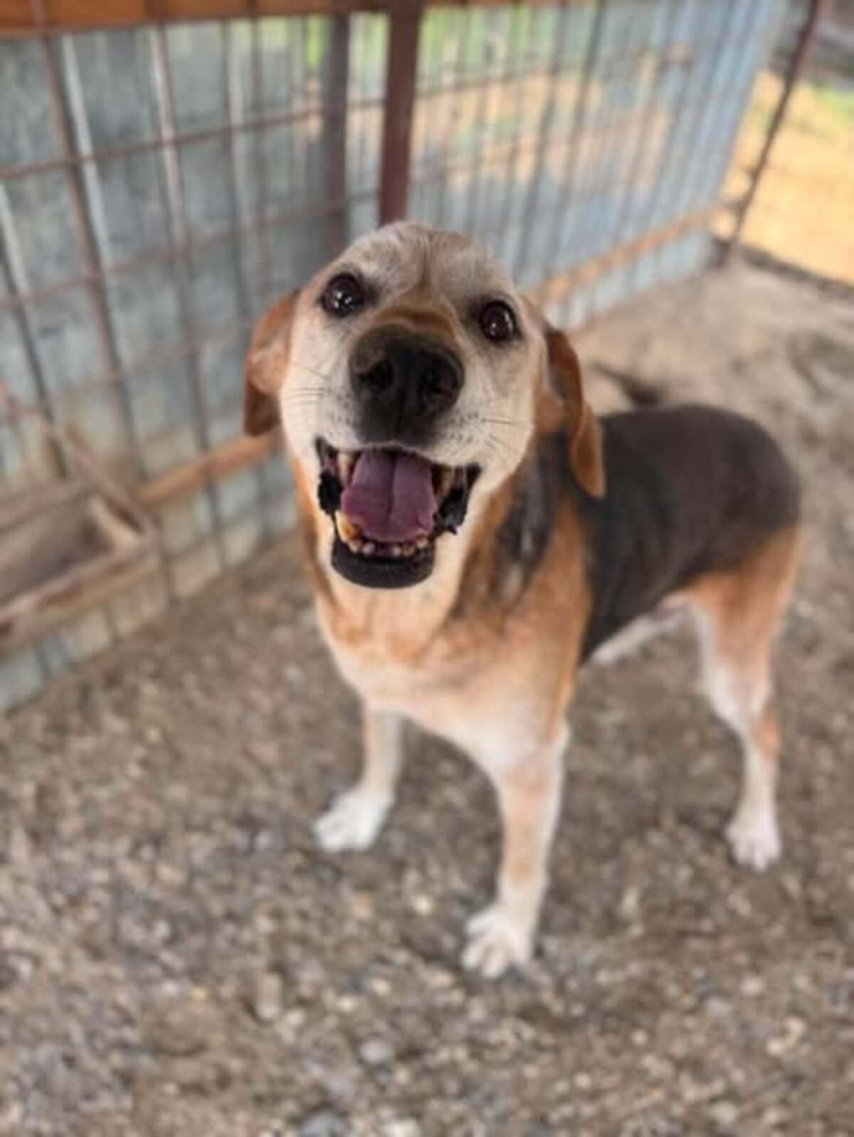 Adoption Keneay