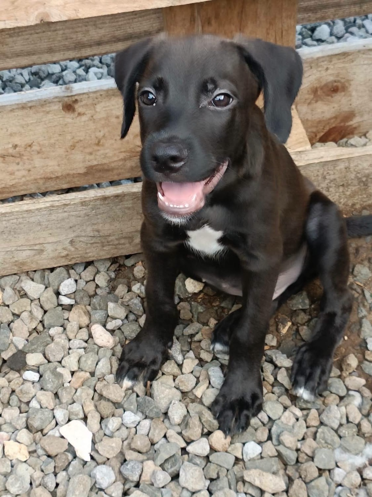 Adoption Luffy