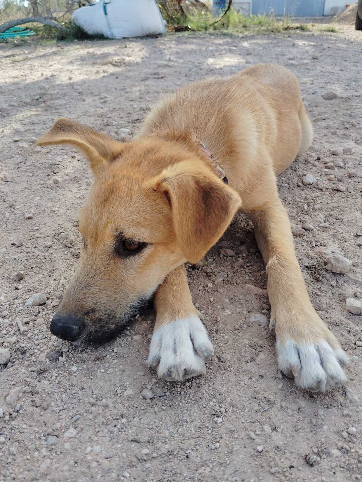 Adoption Cala