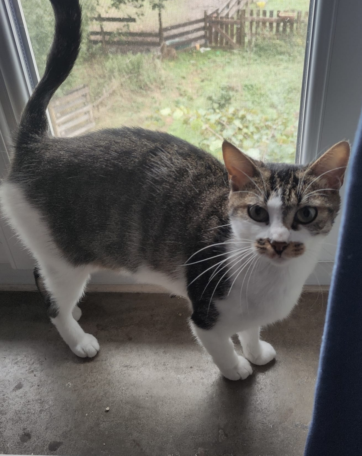 Adoption Alba