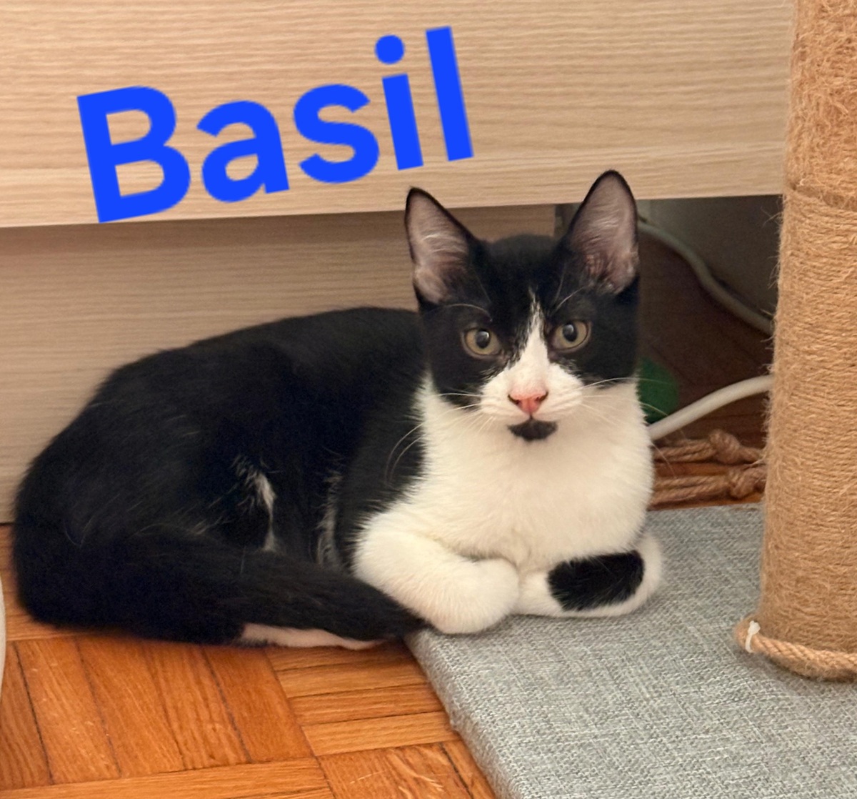 Adoption Basil
