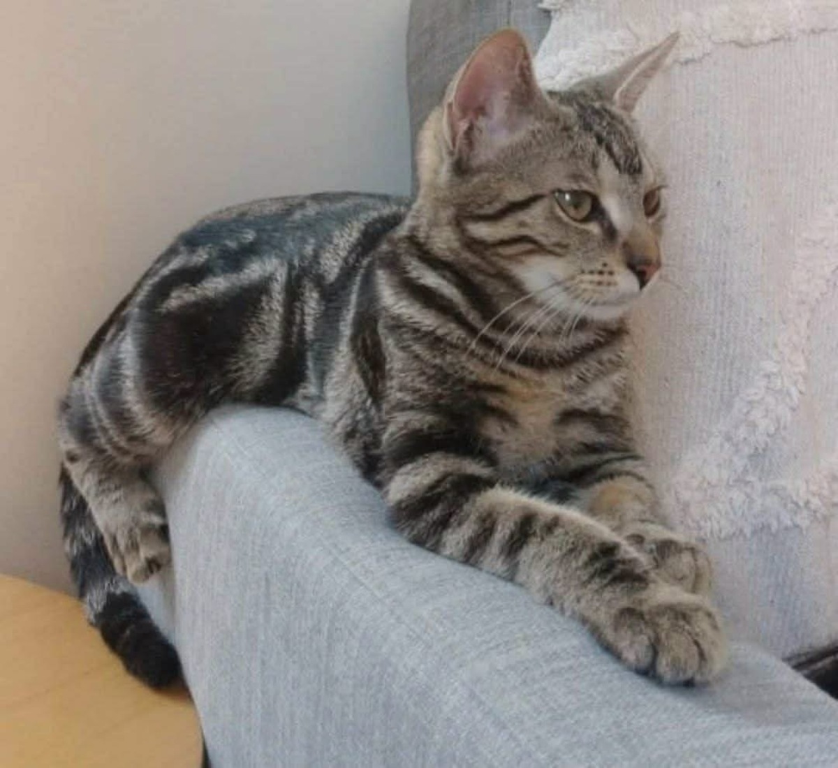 Adoption SARTRE