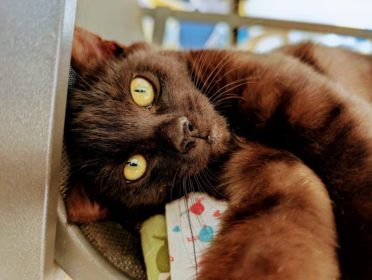 Adoption Gaston