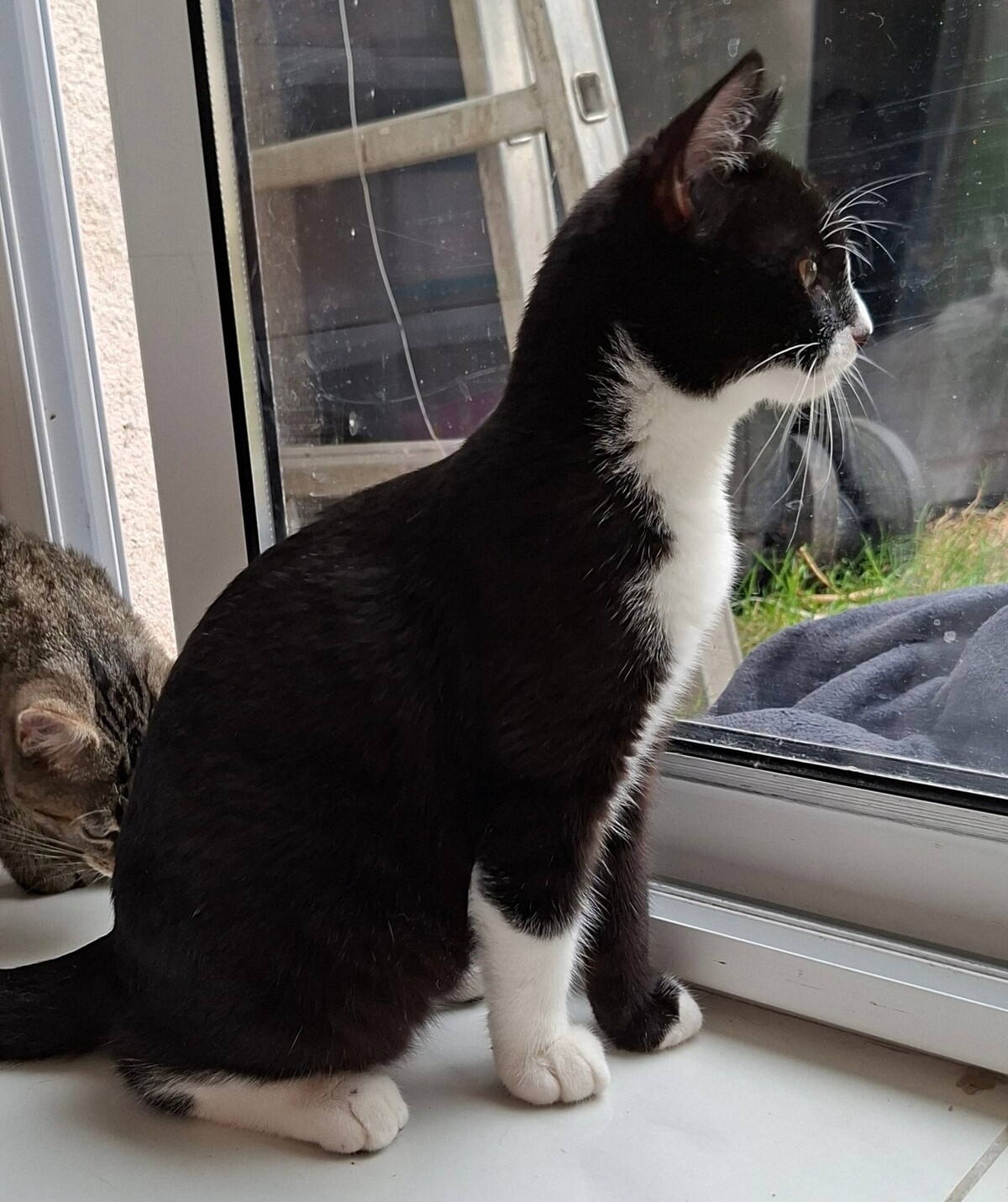 Adoption BAGNARD